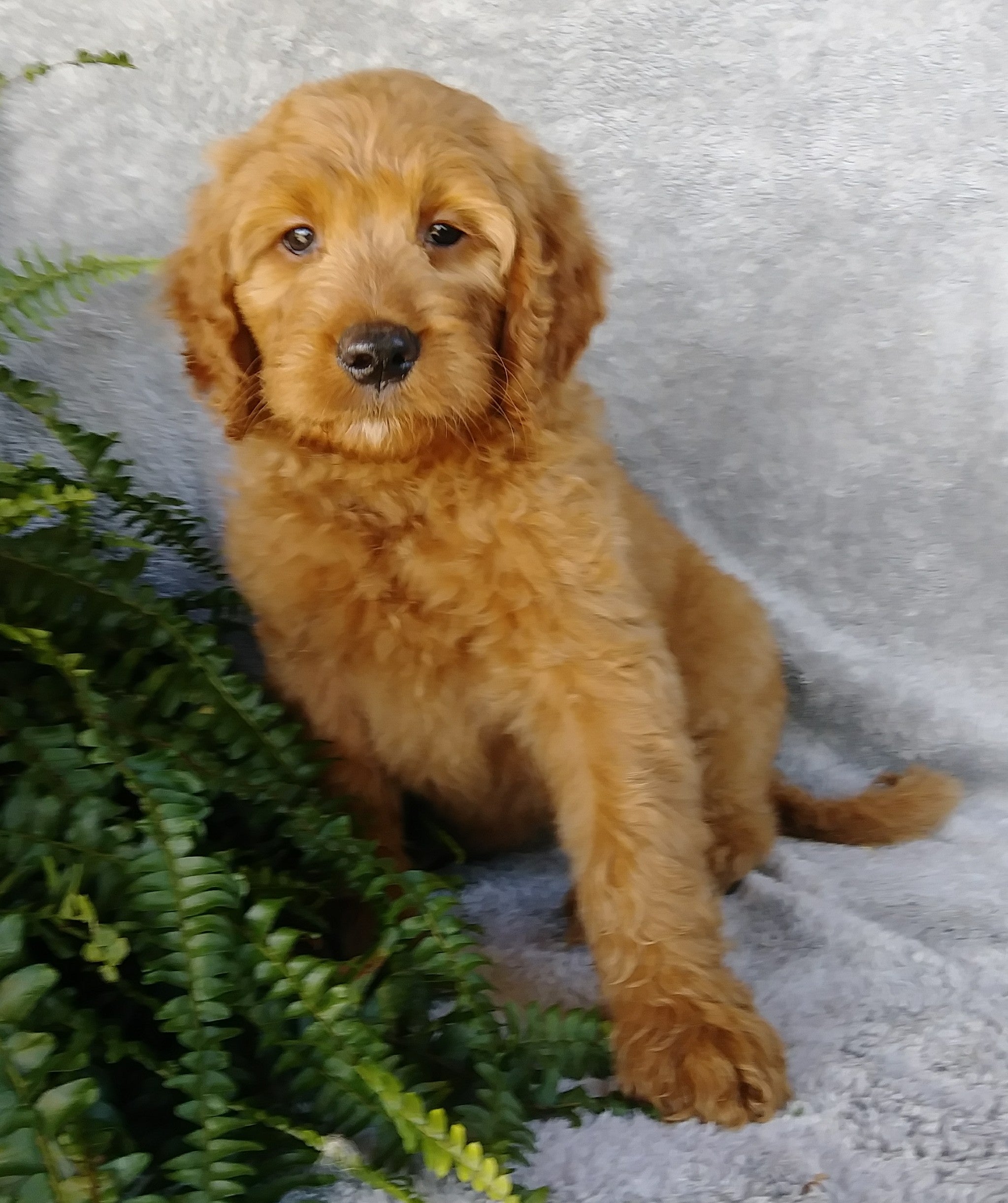  F1 Goldendoodle For Sale Millersburg OH Female- Abby AC Puppies LLC