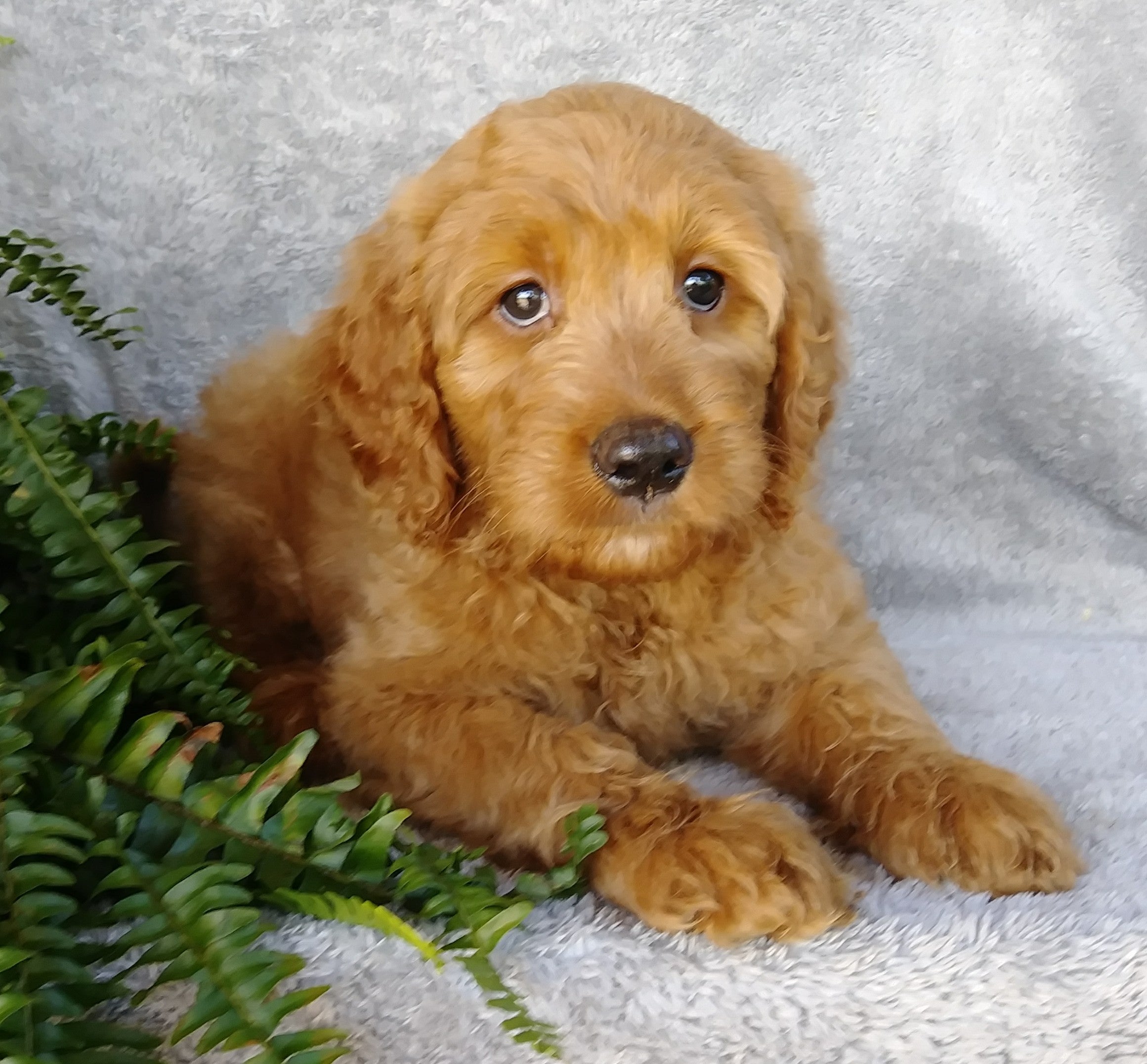  F1 Goldendoodle For Sale Millersburg OH Female- Abby AC Puppies LLC