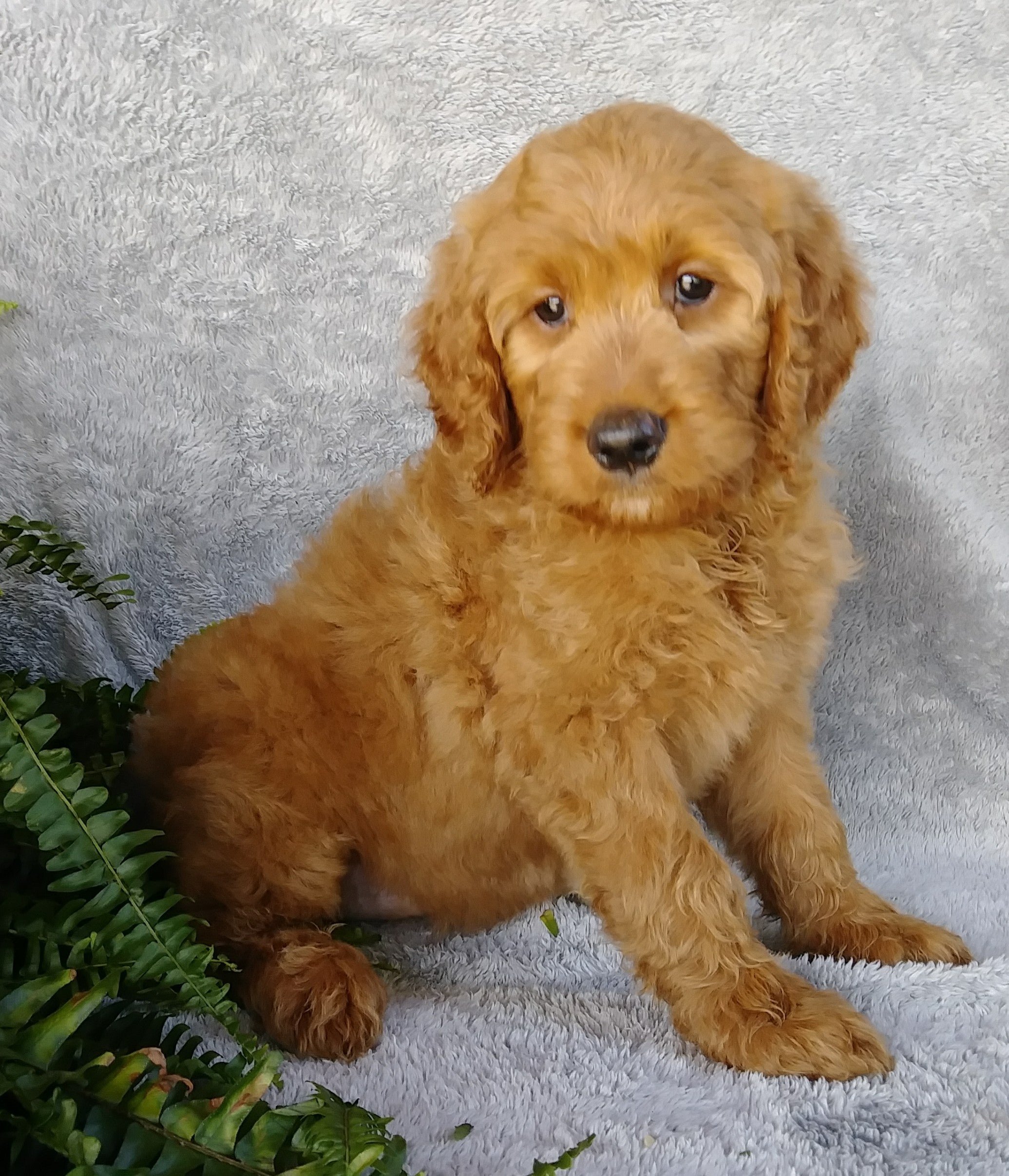  F1 Goldendoodle For Sale Millersburg OH Female- Abby AC Puppies LLC