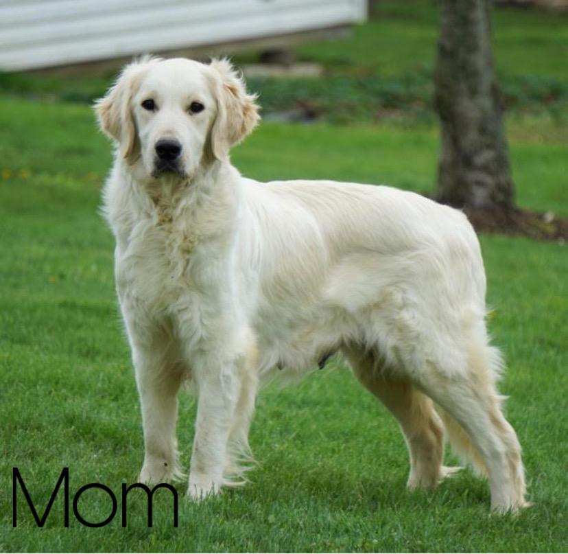 cream golden retriever