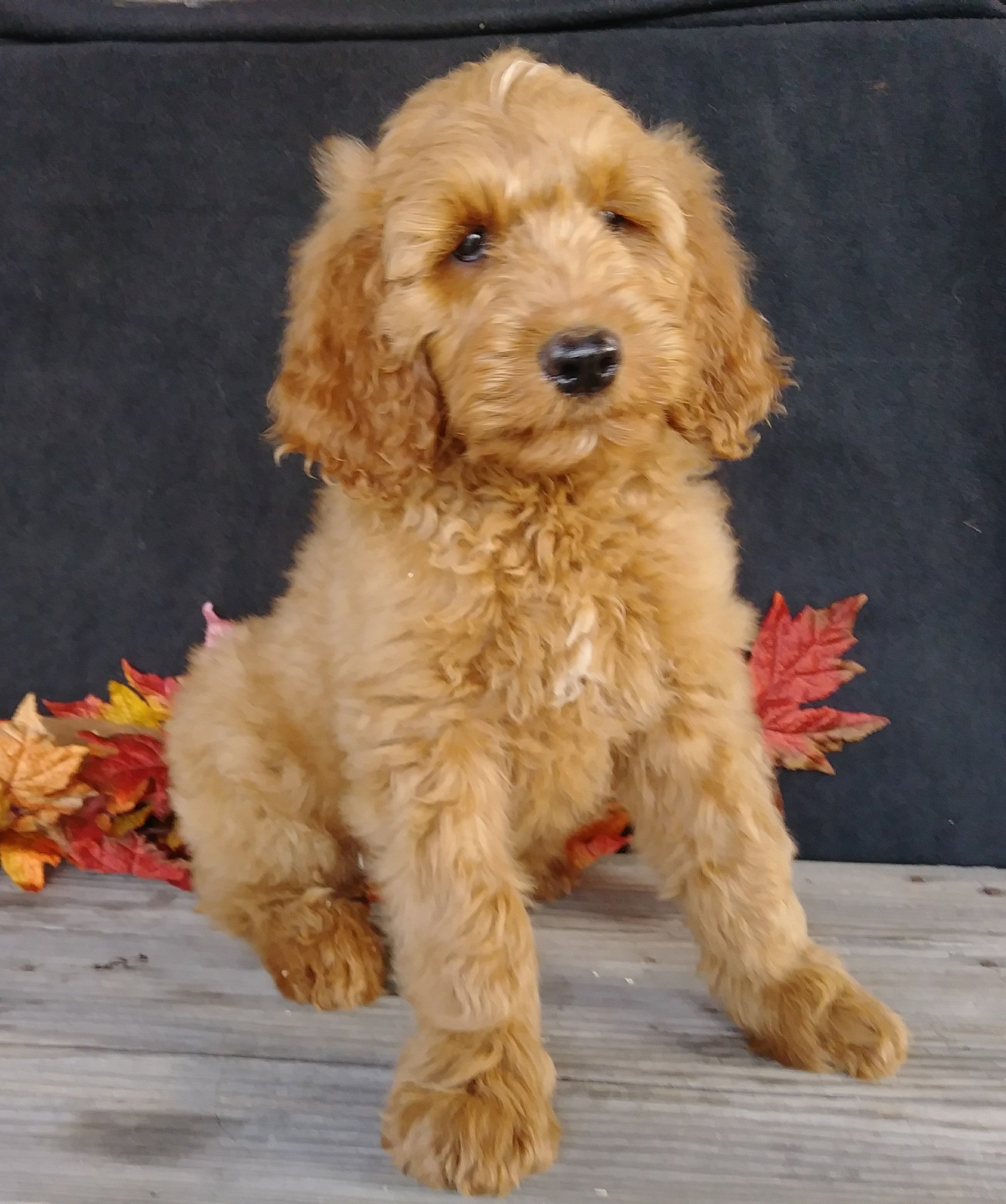  F1 Goldendoodle For Sale Millersburg OH Female- Addi AC Puppies LLC