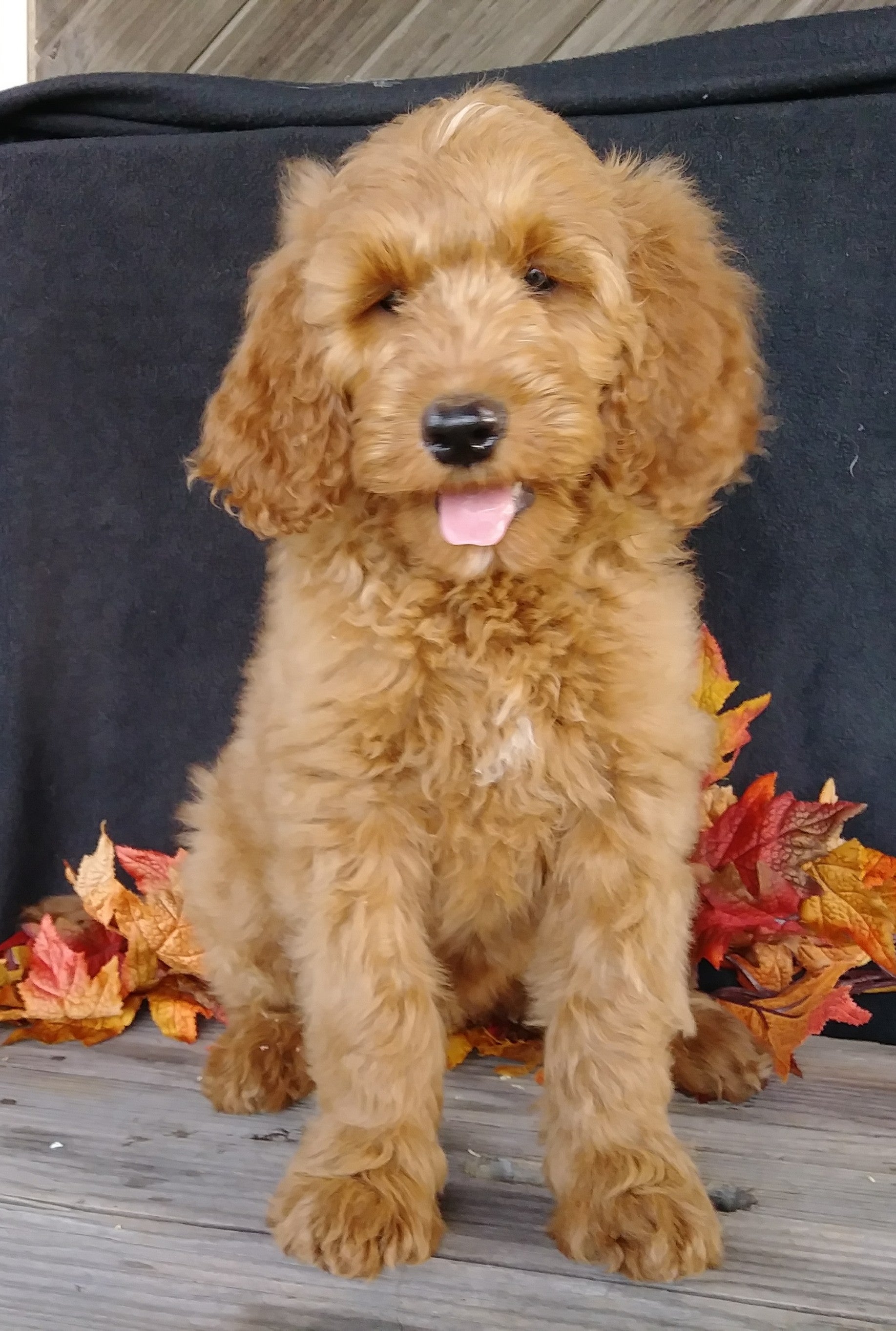  F1 Goldendoodle For Sale Millersburg OH Female- Addi AC Puppies LLC