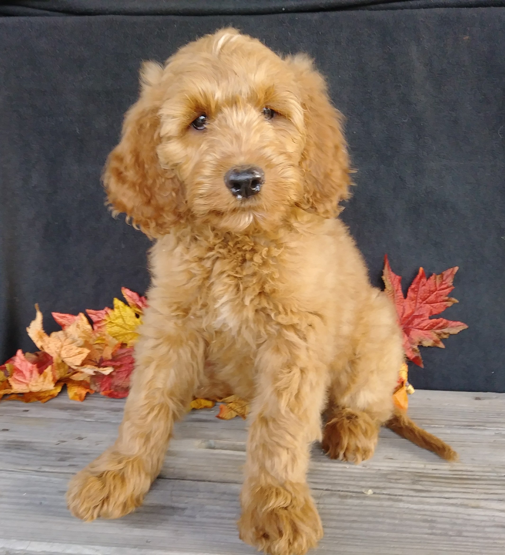  F1 Goldendoodle For Sale Millersburg OH Female- Addi AC Puppies LLC