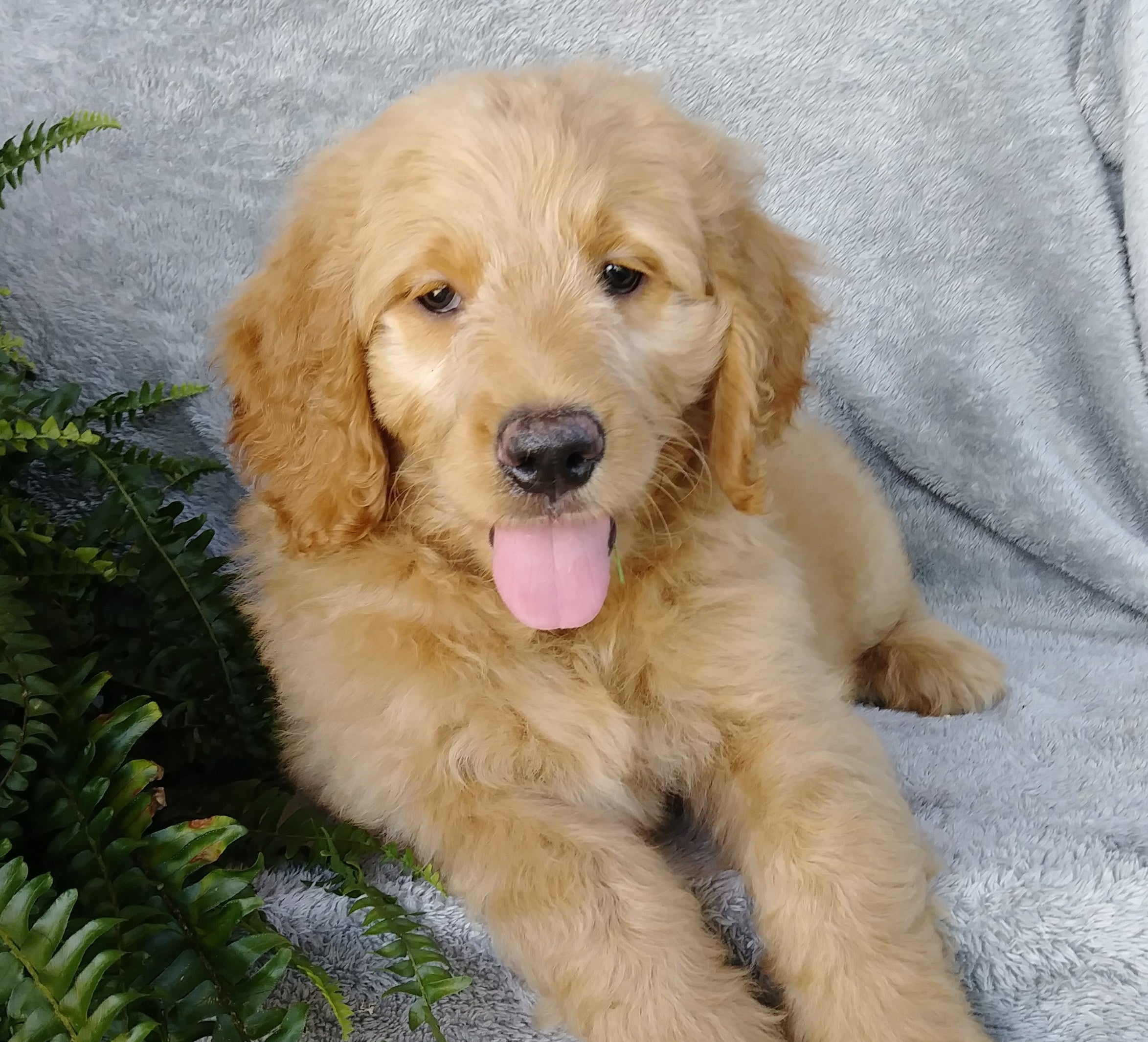  F1 Goldendoodle For Sale Millersburg OH Male-Alfalfa AC Puppies LLC