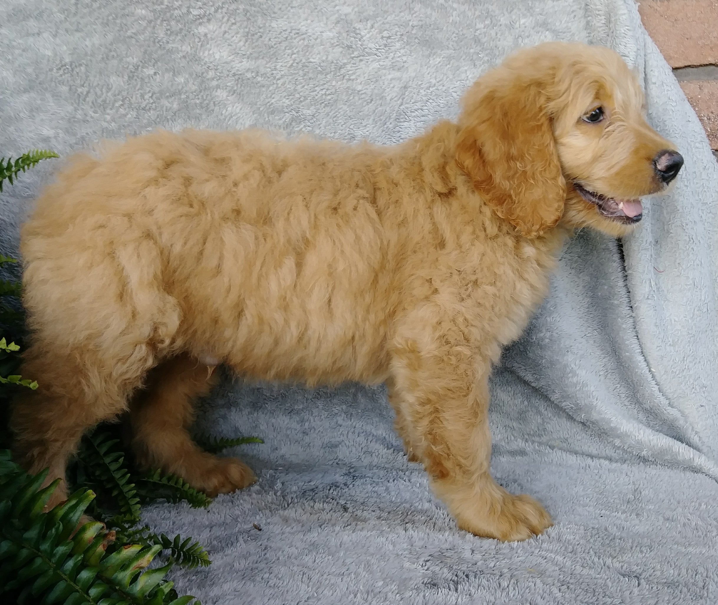  F1 Goldendoodle For Sale Millersburg OH Male-Alfalfa AC Puppies LLC