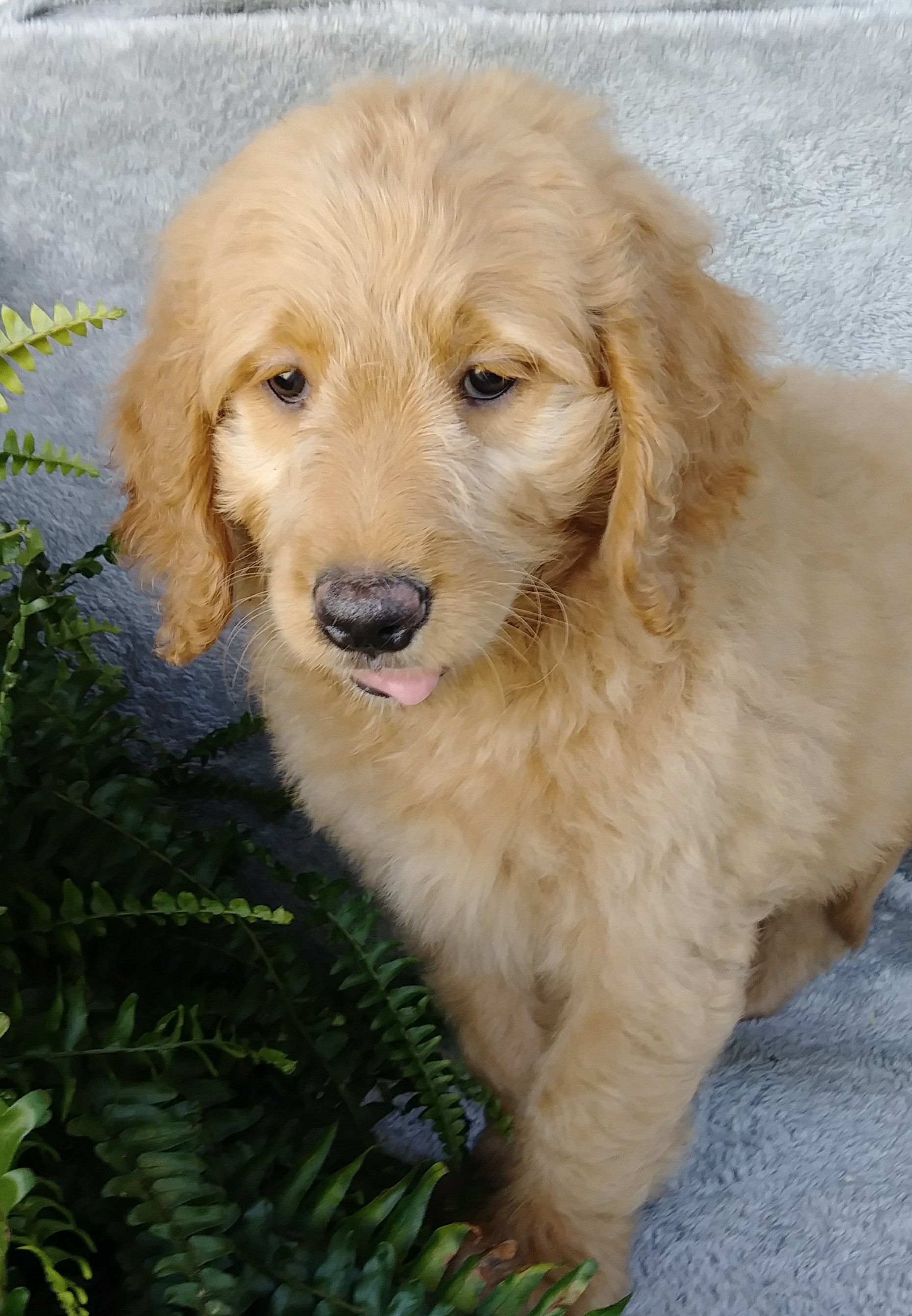  F1 Goldendoodle For Sale Millersburg OH Male-Alfalfa AC Puppies LLC