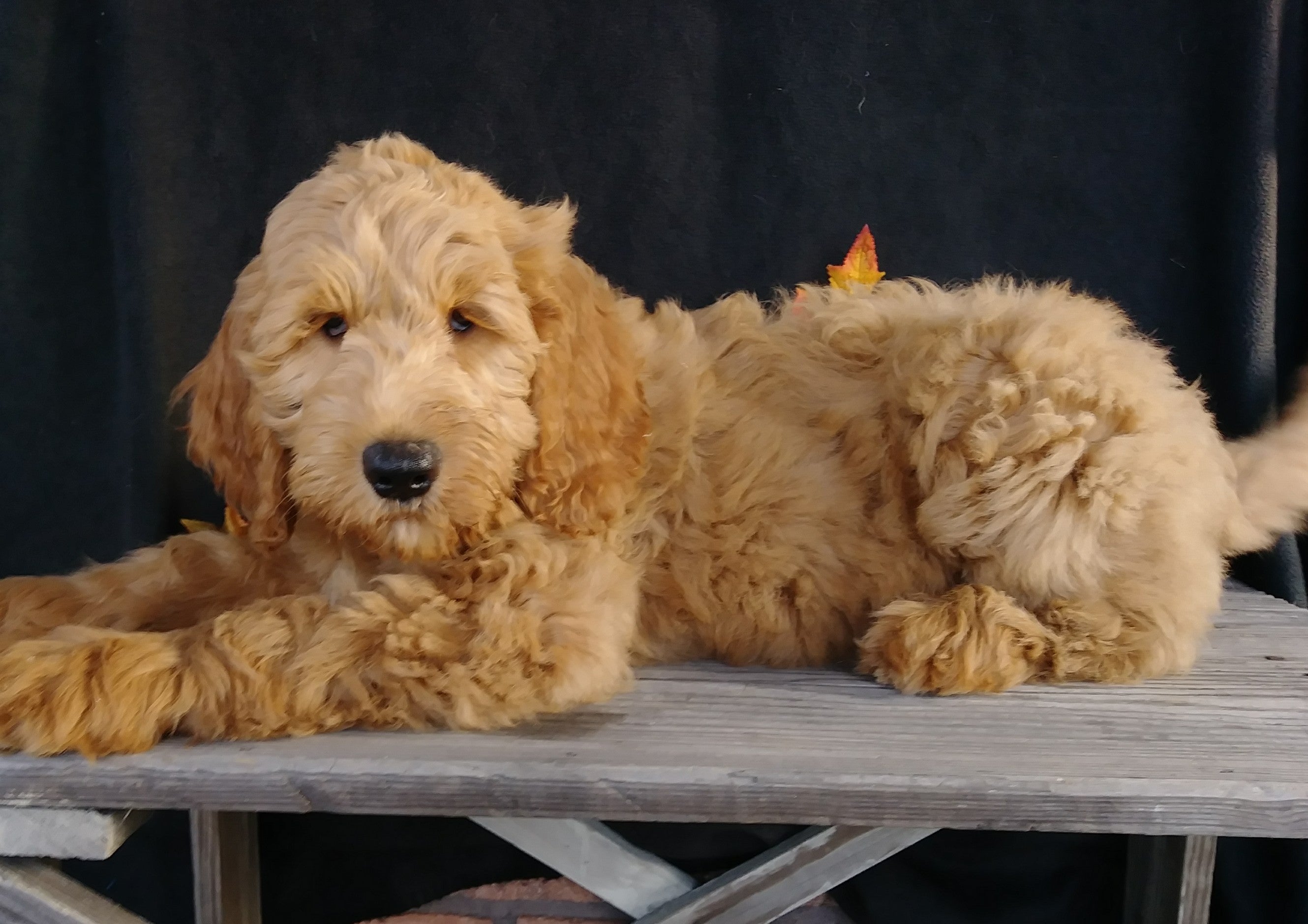  F1 Goldendoodle For Sale Millersburg OH Male- Alex AC Puppies LLC