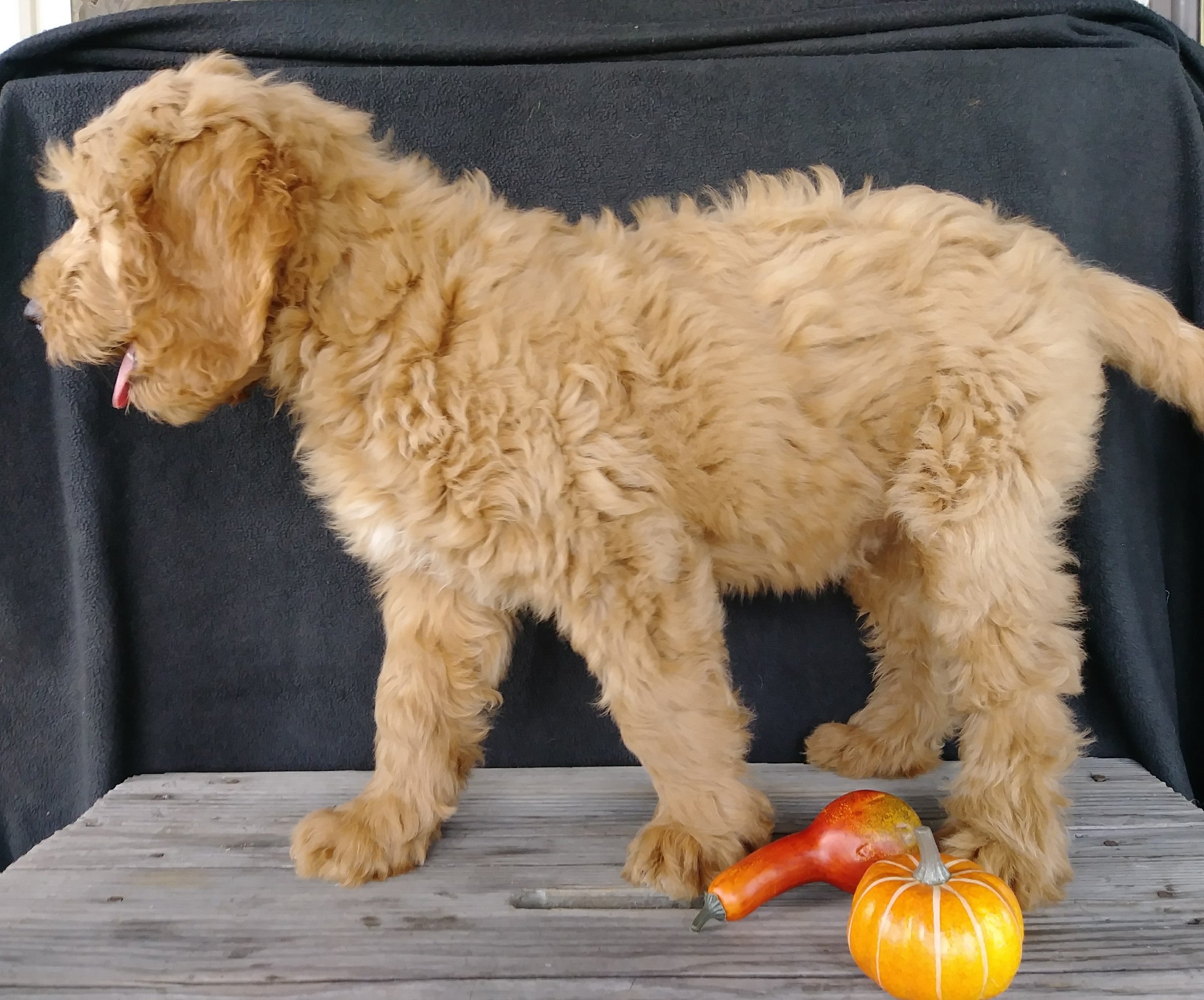  F1 Goldendoodle For Sale Millersburg OH Male- Alex AC Puppies LLC