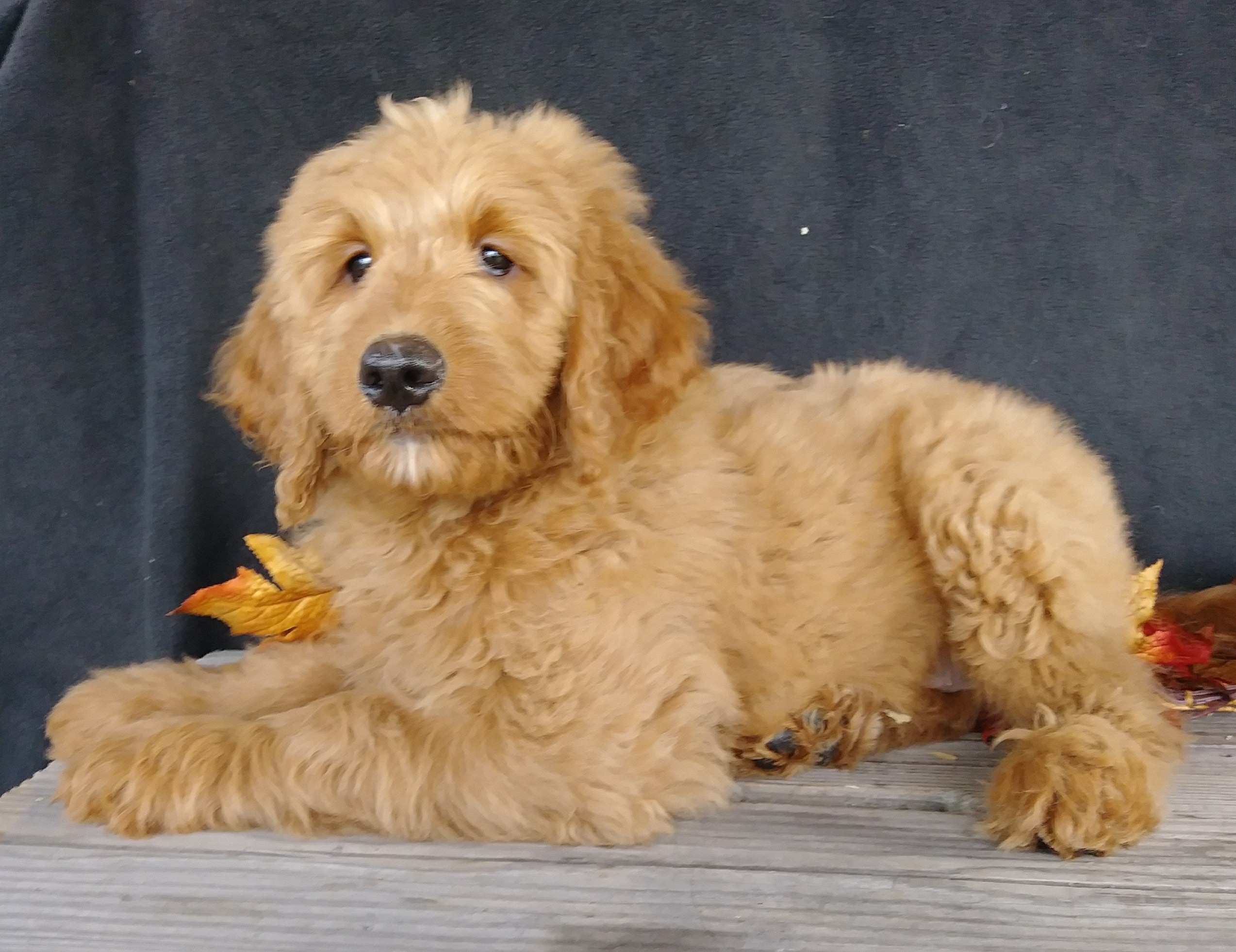  F1 Goldendoodle For Sale Millersburg OH Female- Alice AC Puppies LLC