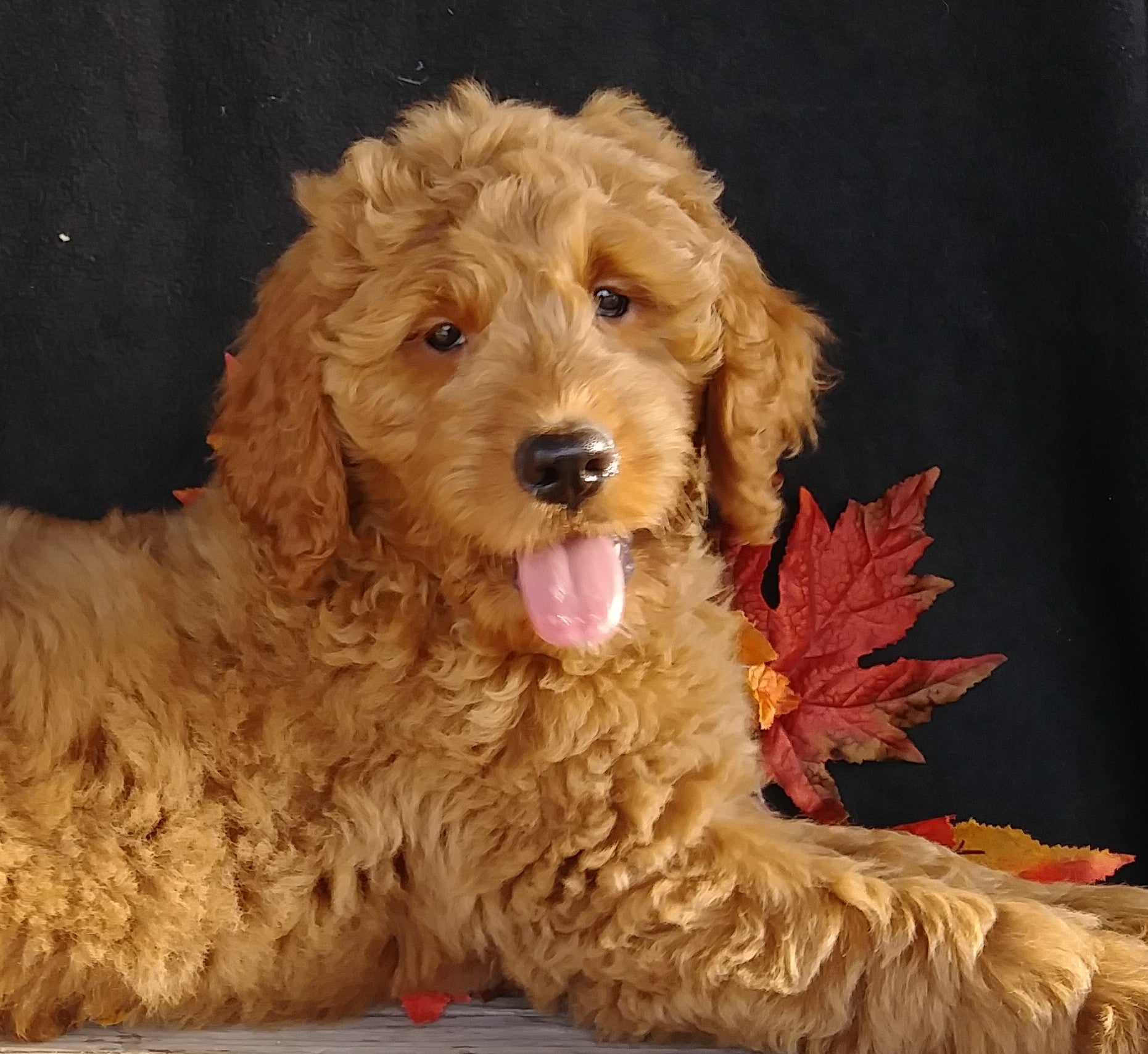  F1 Goldendoodle For Sale Millersburg OH Female- Angel AC Puppies LLC