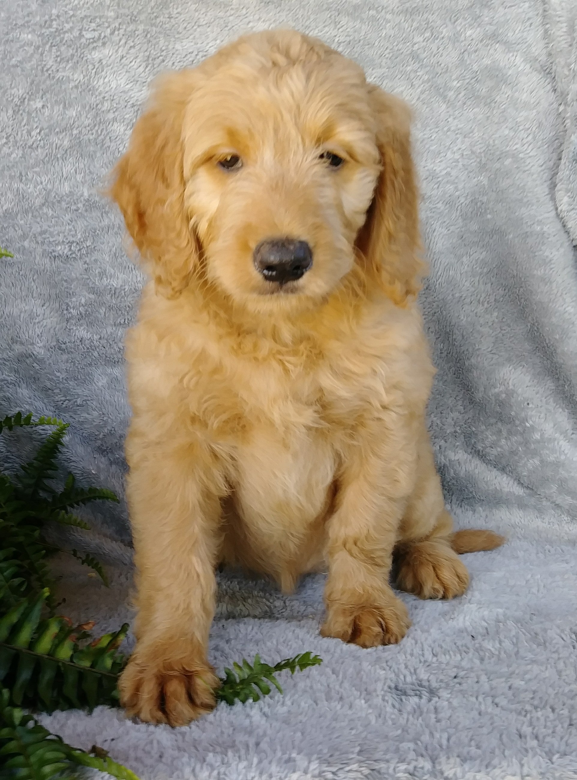  F1 Goldendoodle For Sale Millersburg OH Female- April AC Puppies LLC