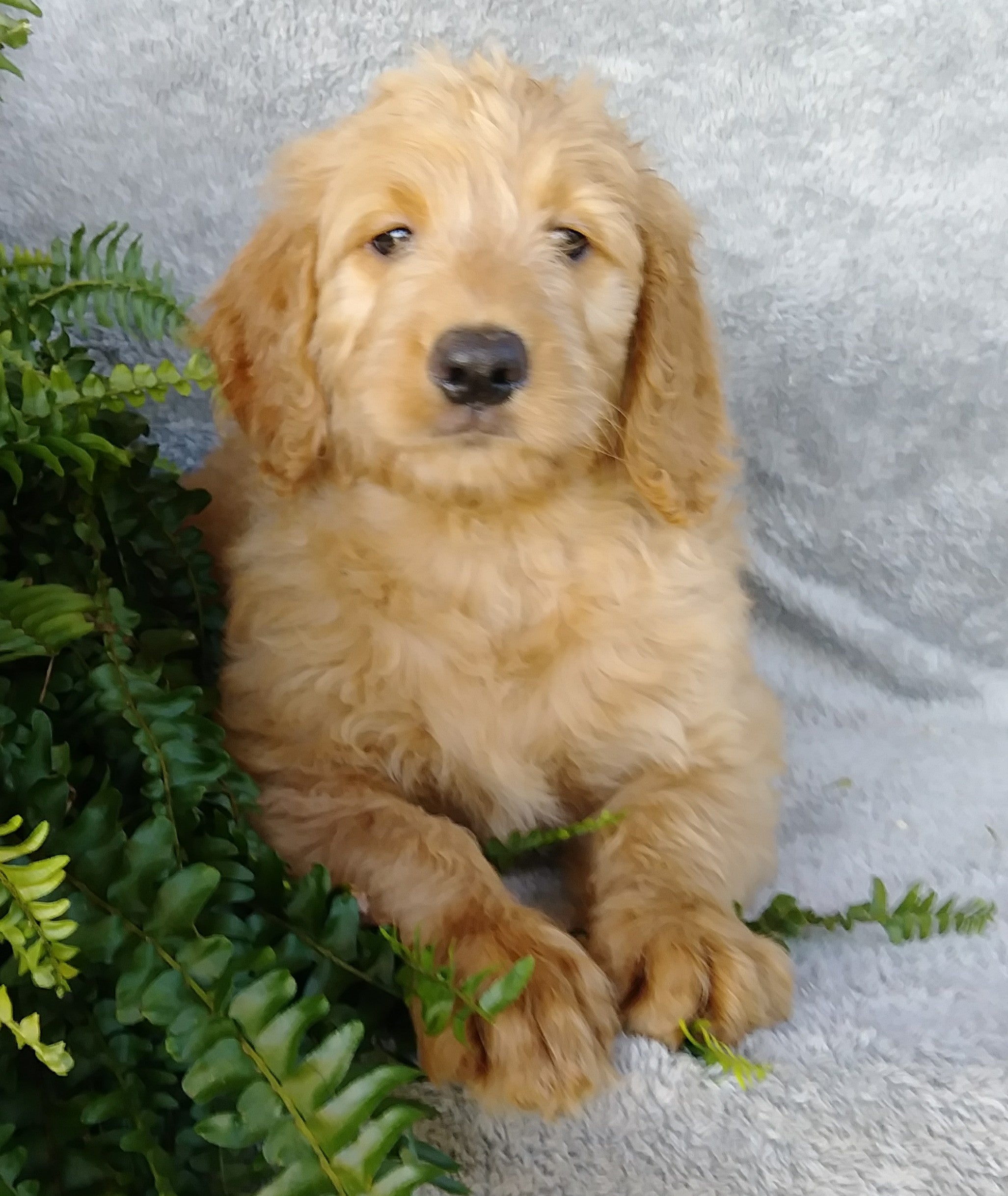  F1 Goldendoodle For Sale Millersburg OH Female- April AC Puppies LLC