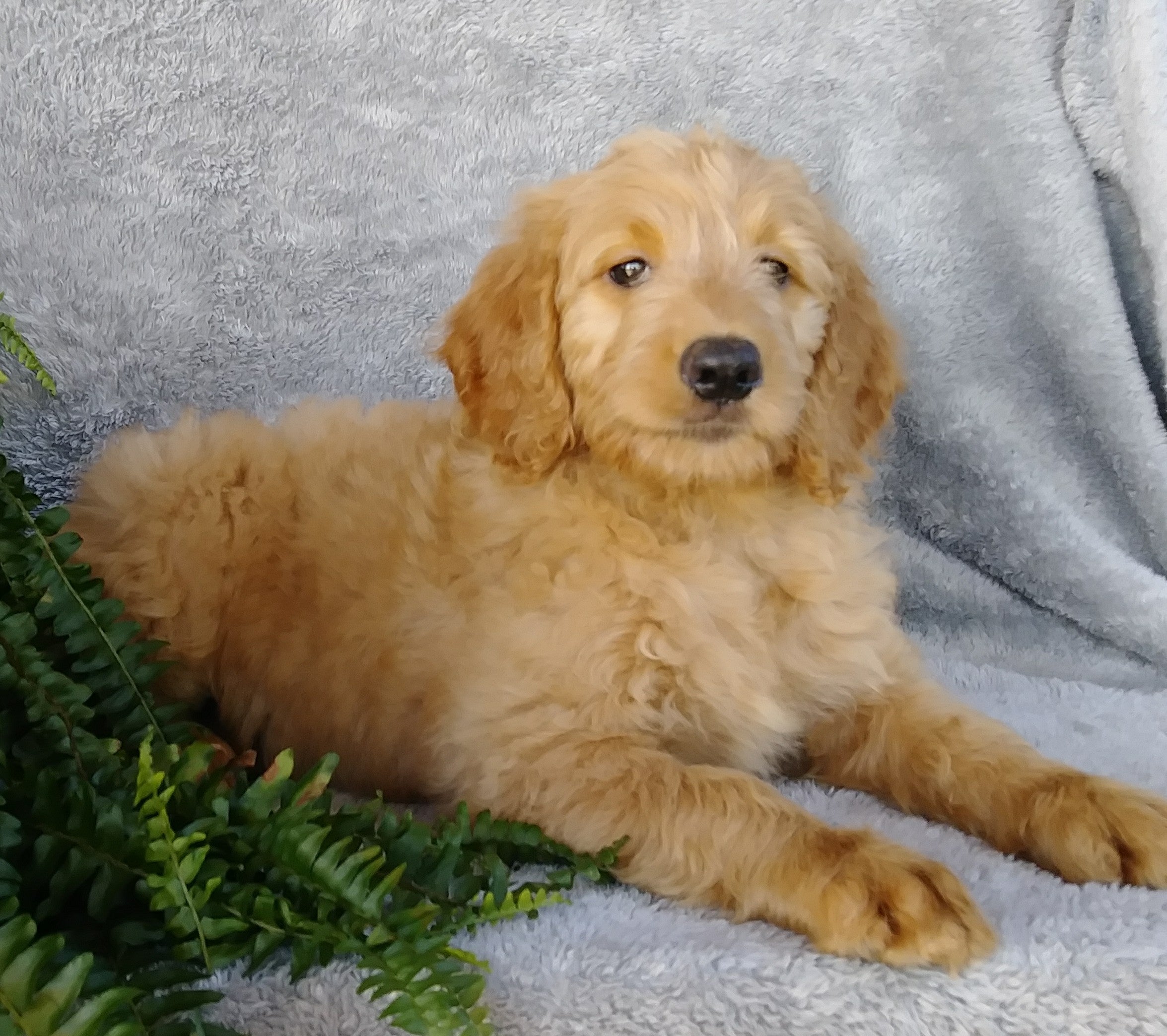  F1 Goldendoodle For Sale Millersburg OH Female- April AC Puppies LLC