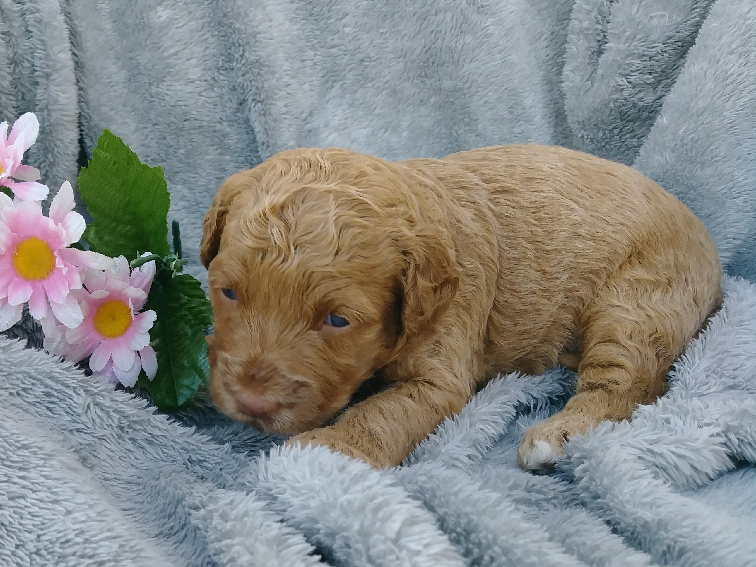 F1B Medium Labradoodle For Sale Millersburg, OH Female ...