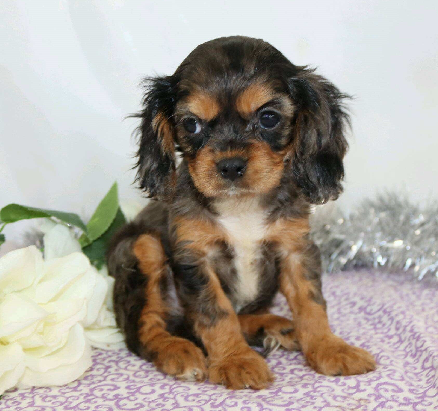 akc cavalier king charles spaniel