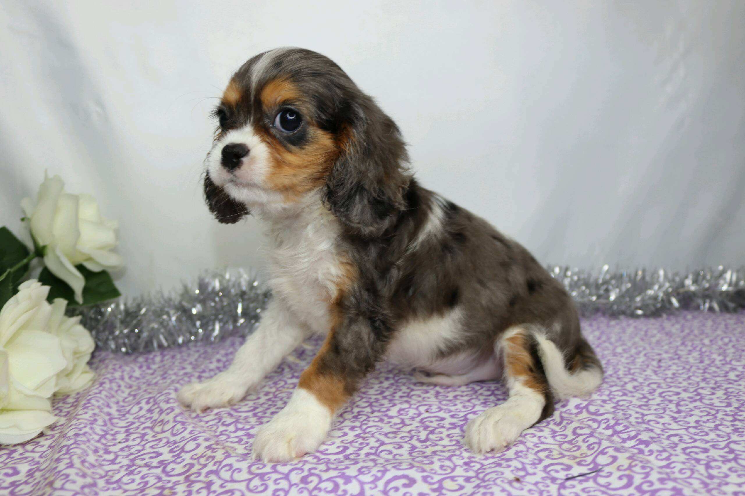 akc cavalier king charles spaniel