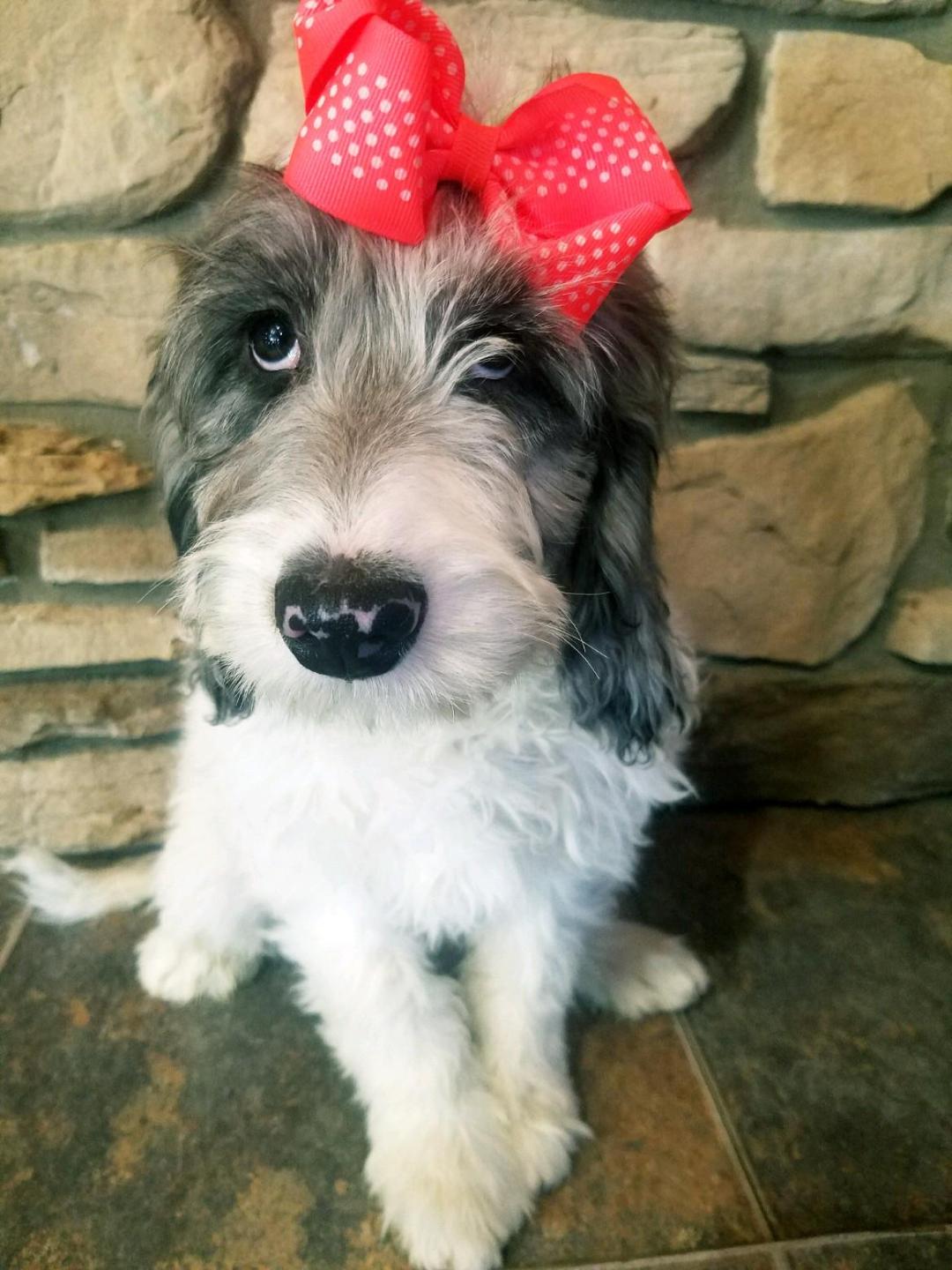 Mini F1B Goldendoodle For Sale Sugarcreek, OH Male- Snowy ...