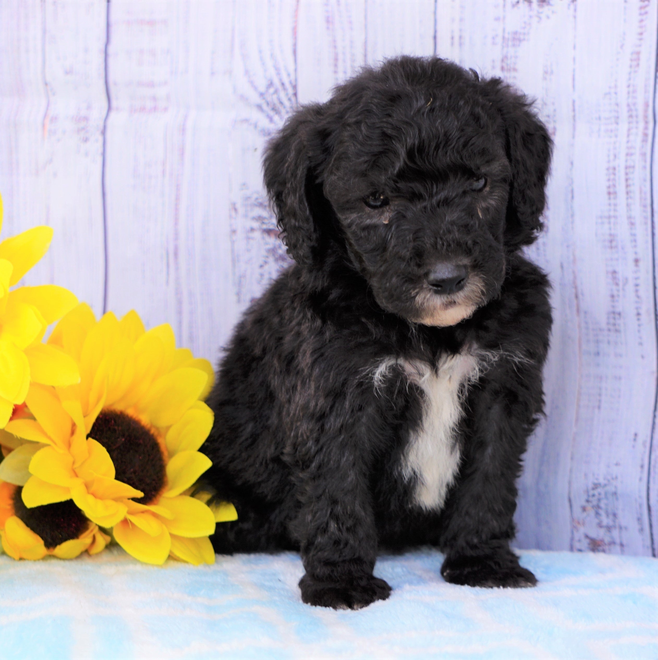 sheepadoodle for sale