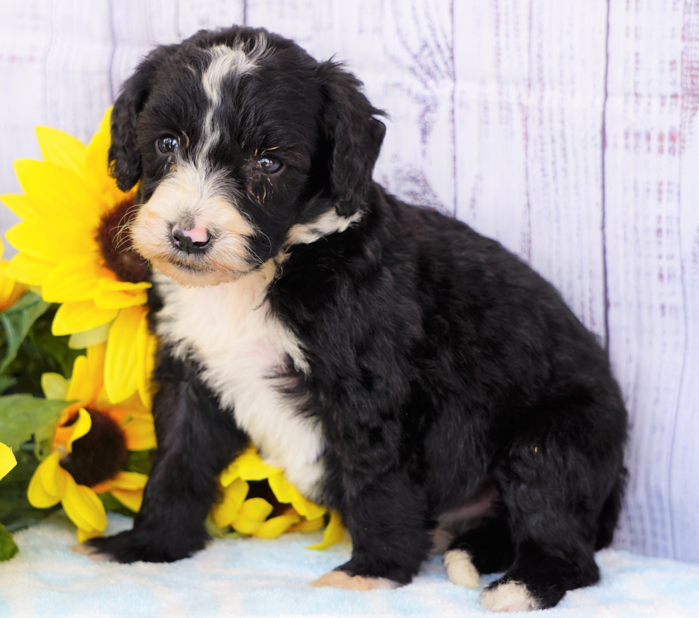 sheepadoodle price