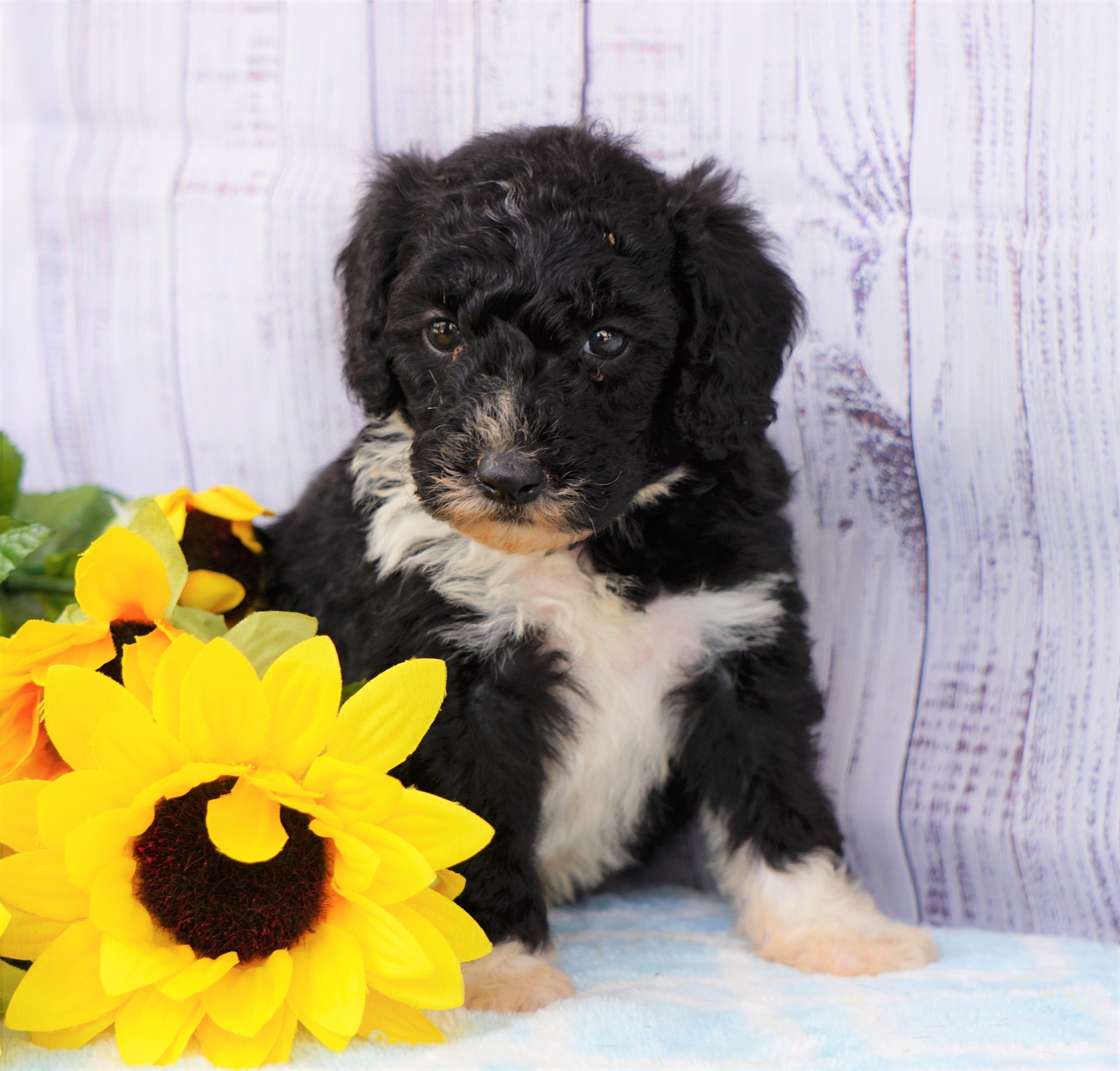 f1b sheepadoodle