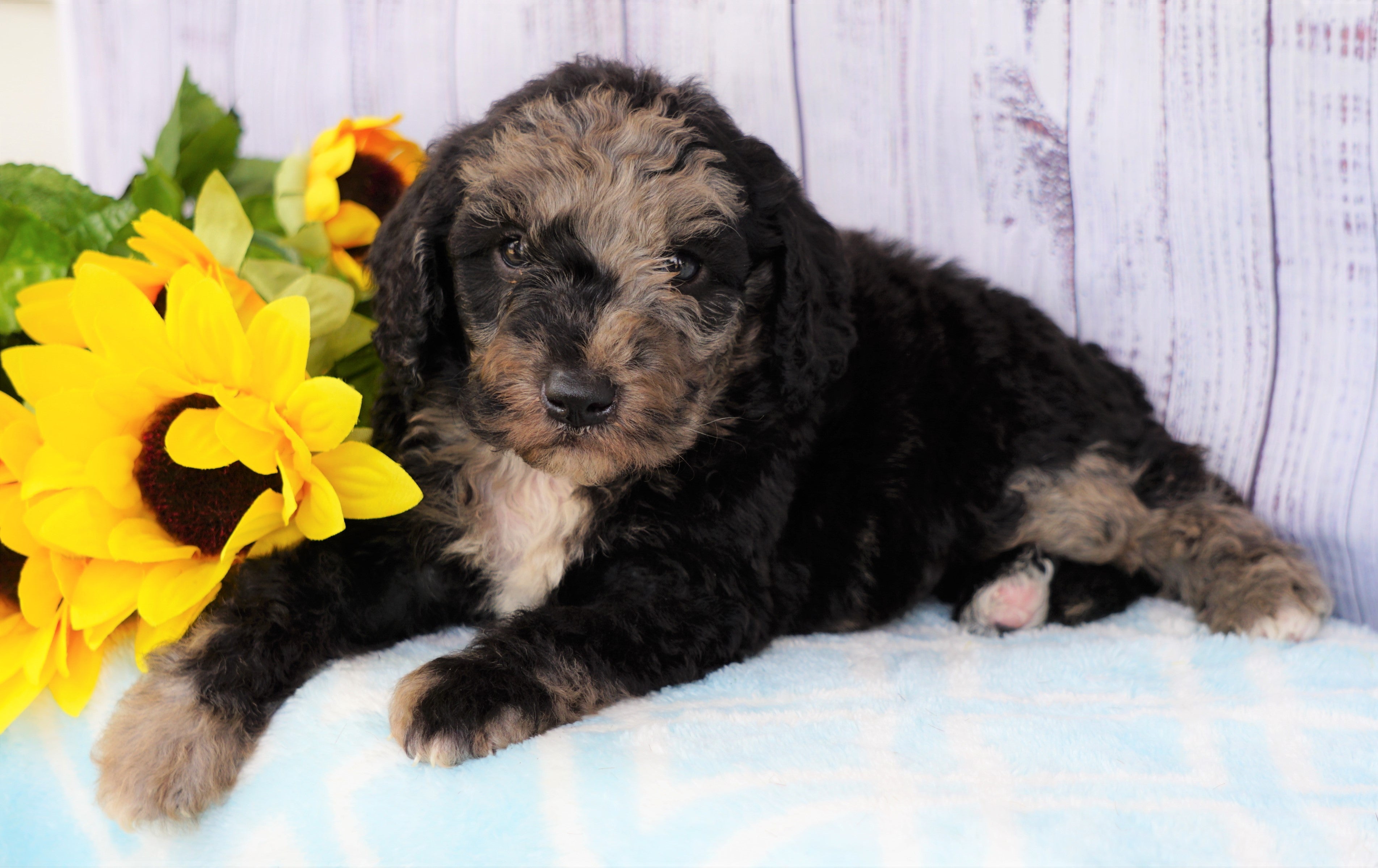 mini sheepadoodle