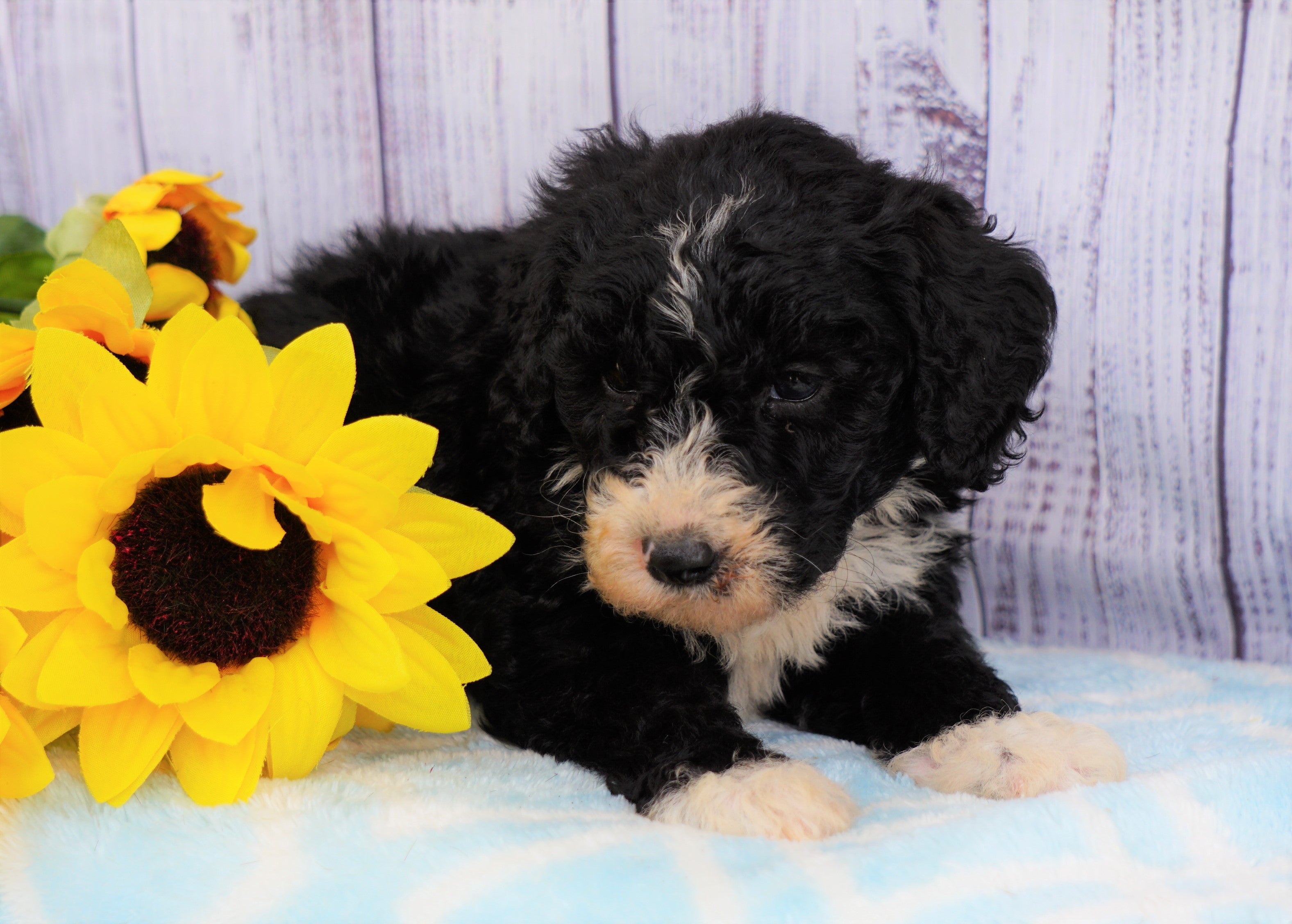 sheepadoodle cost