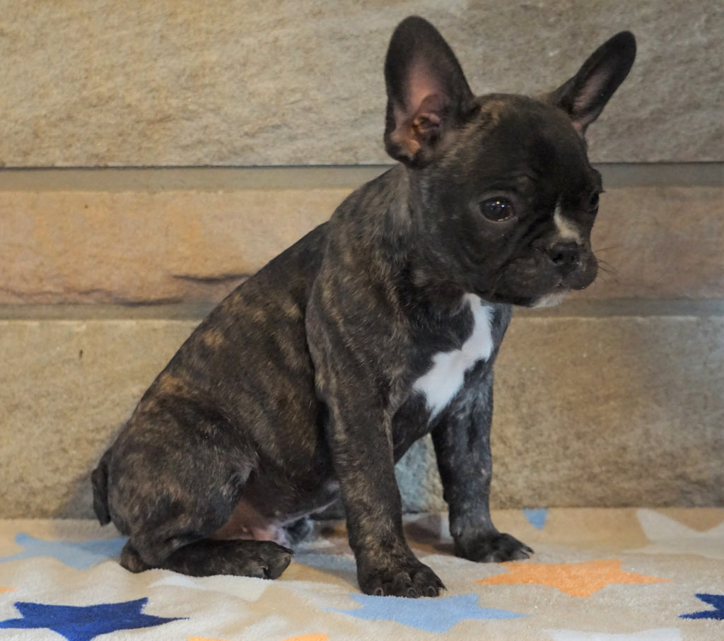 ICA Registered Frenchton For Sale Mansfield, OH Male ...