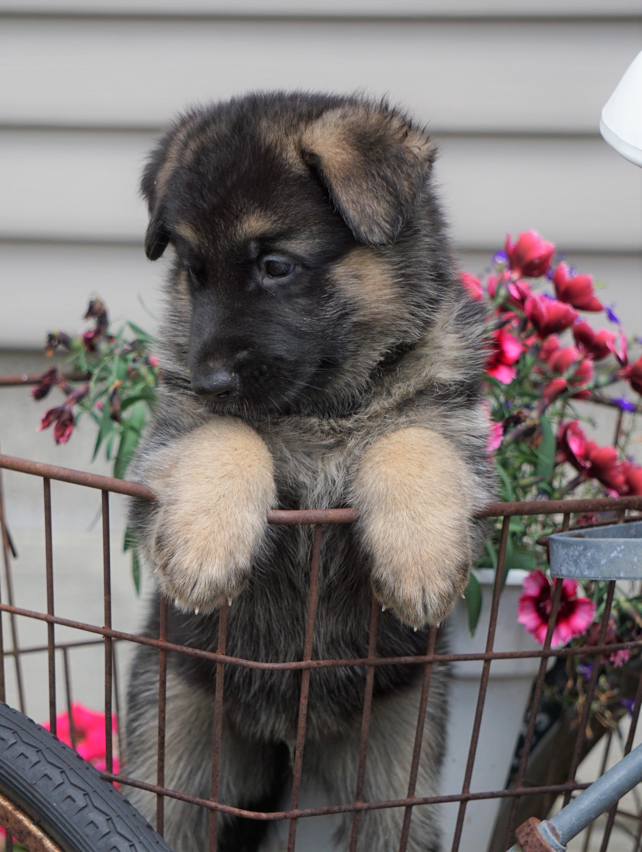 AKC Registered German Shepherd For Sale Fredericksburg, OH ...