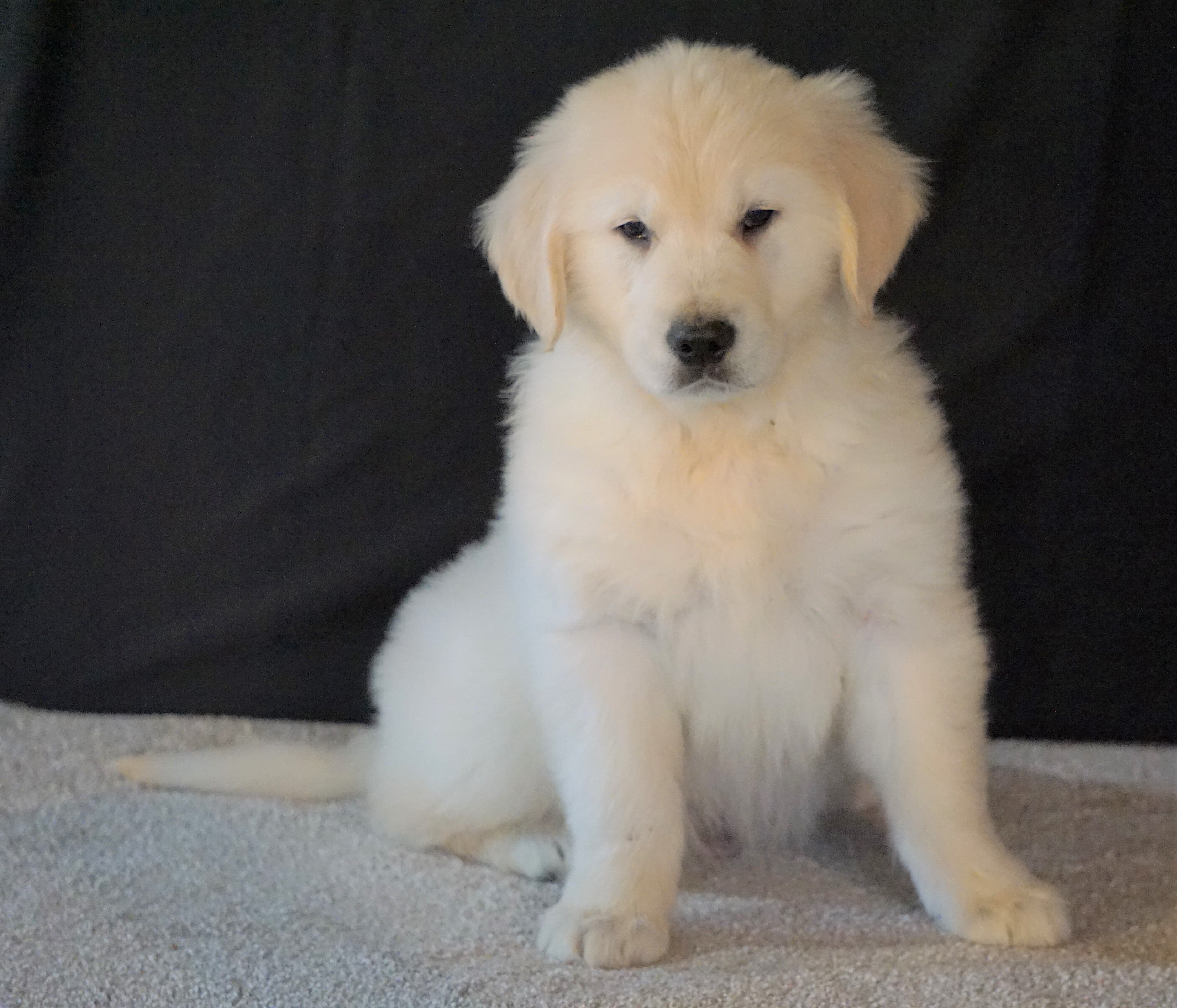 cream golden retriever