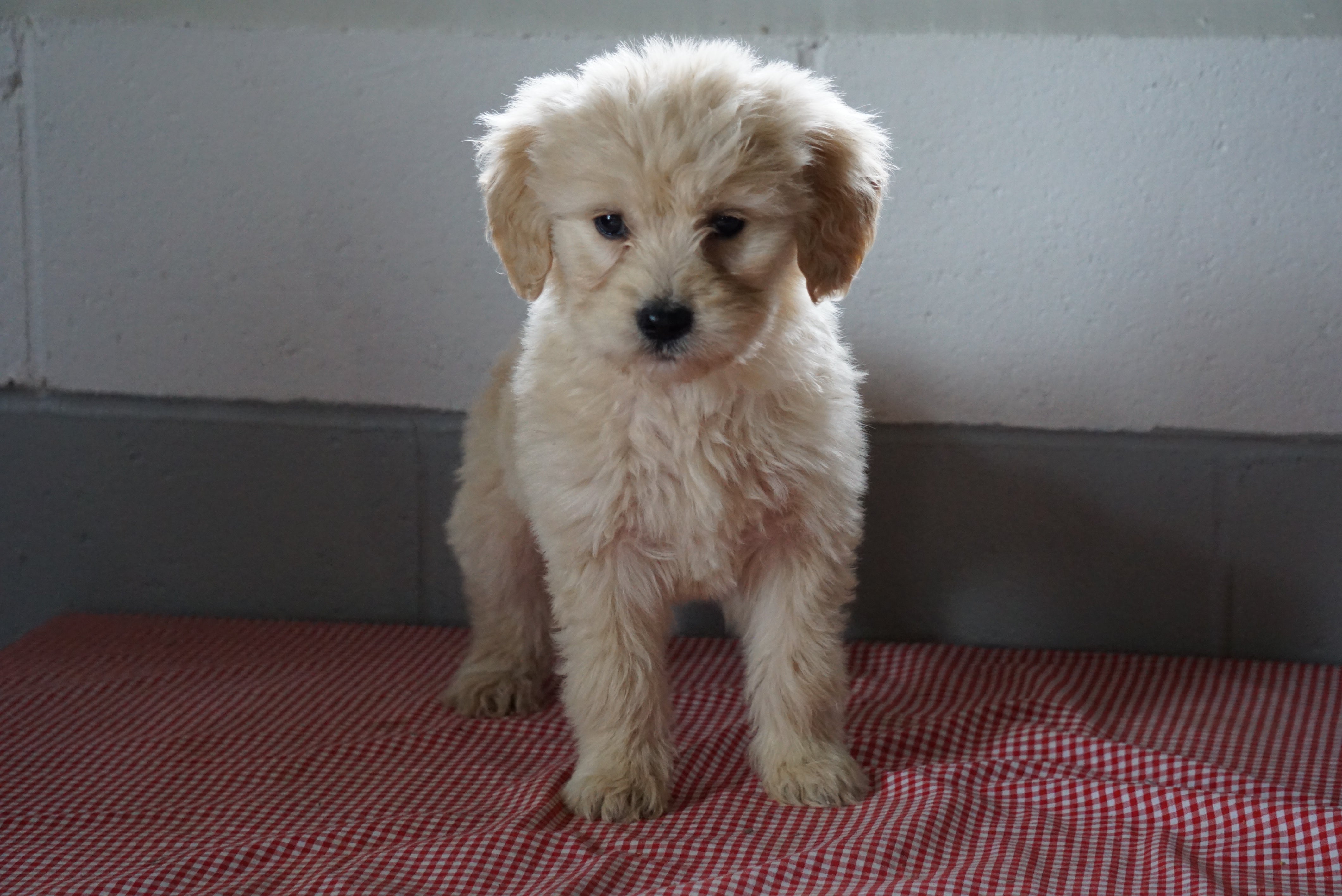 Goldendoodle Puppy For Sale Baltic Ohio Female Lucy - AC ...