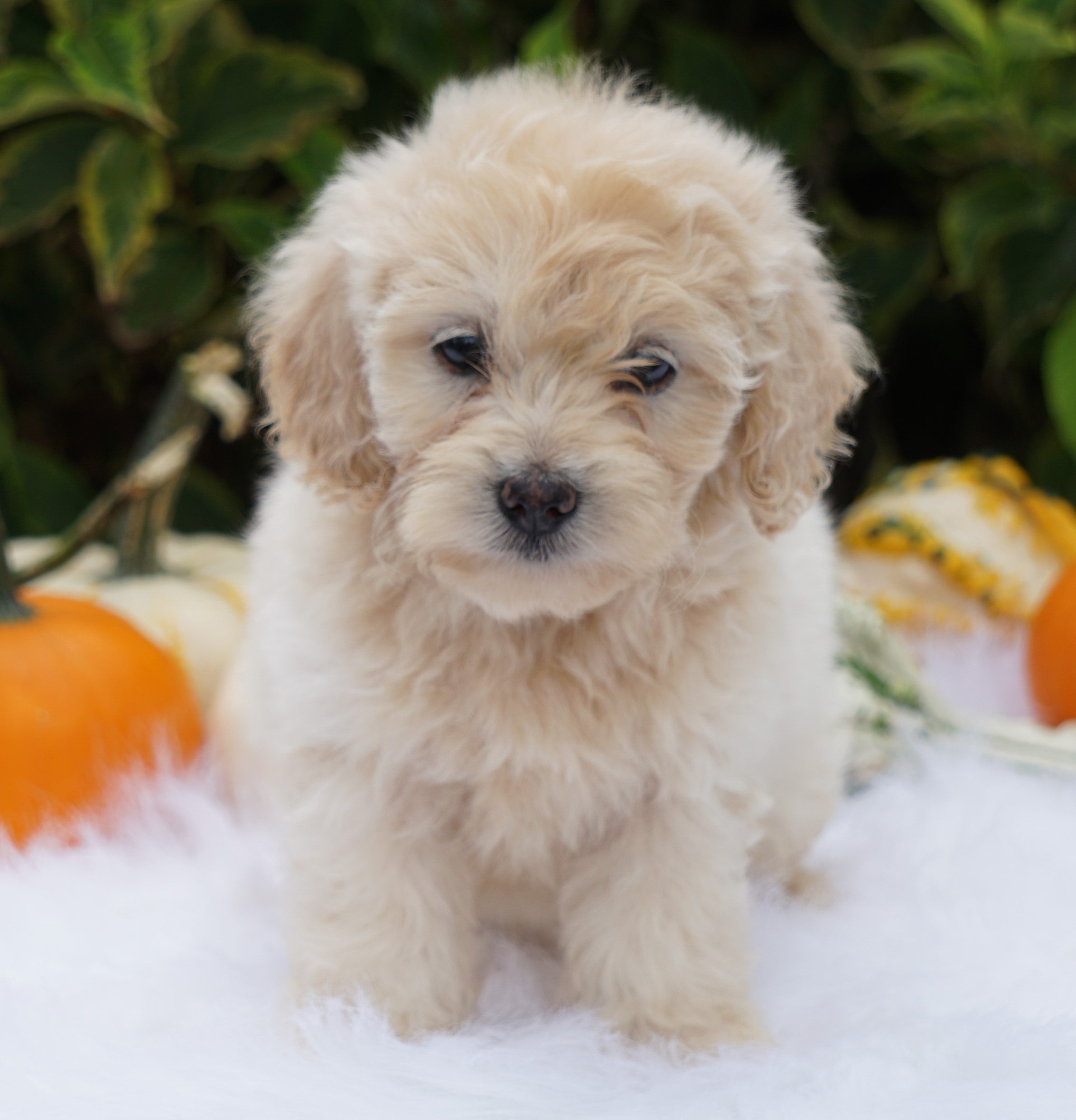 F1B Mini Goldendoodle For Sale Fredericksburg, OH Male Abner AC