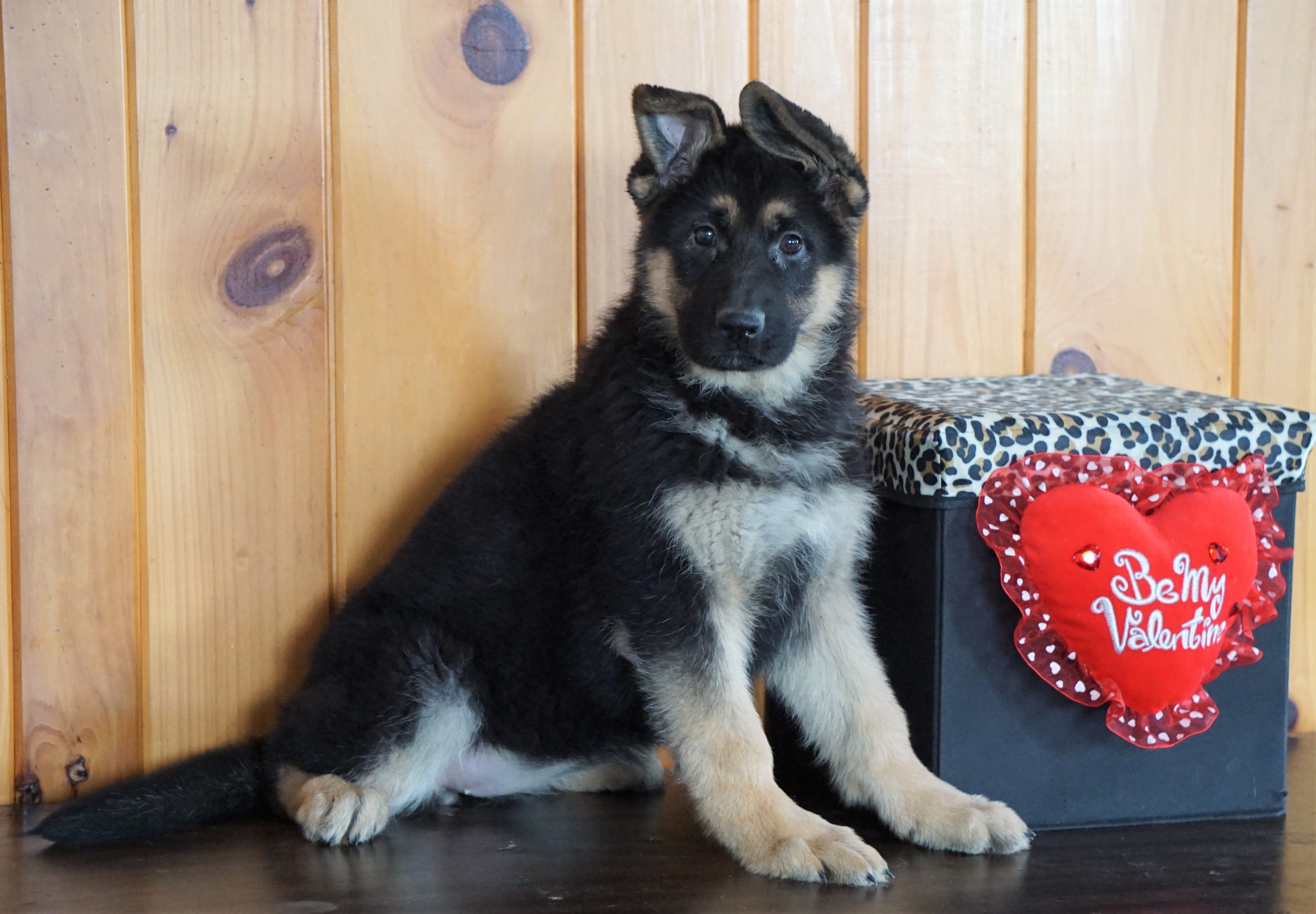 AKC Registered German Shepherd For Sale Baltic, OH Female ...