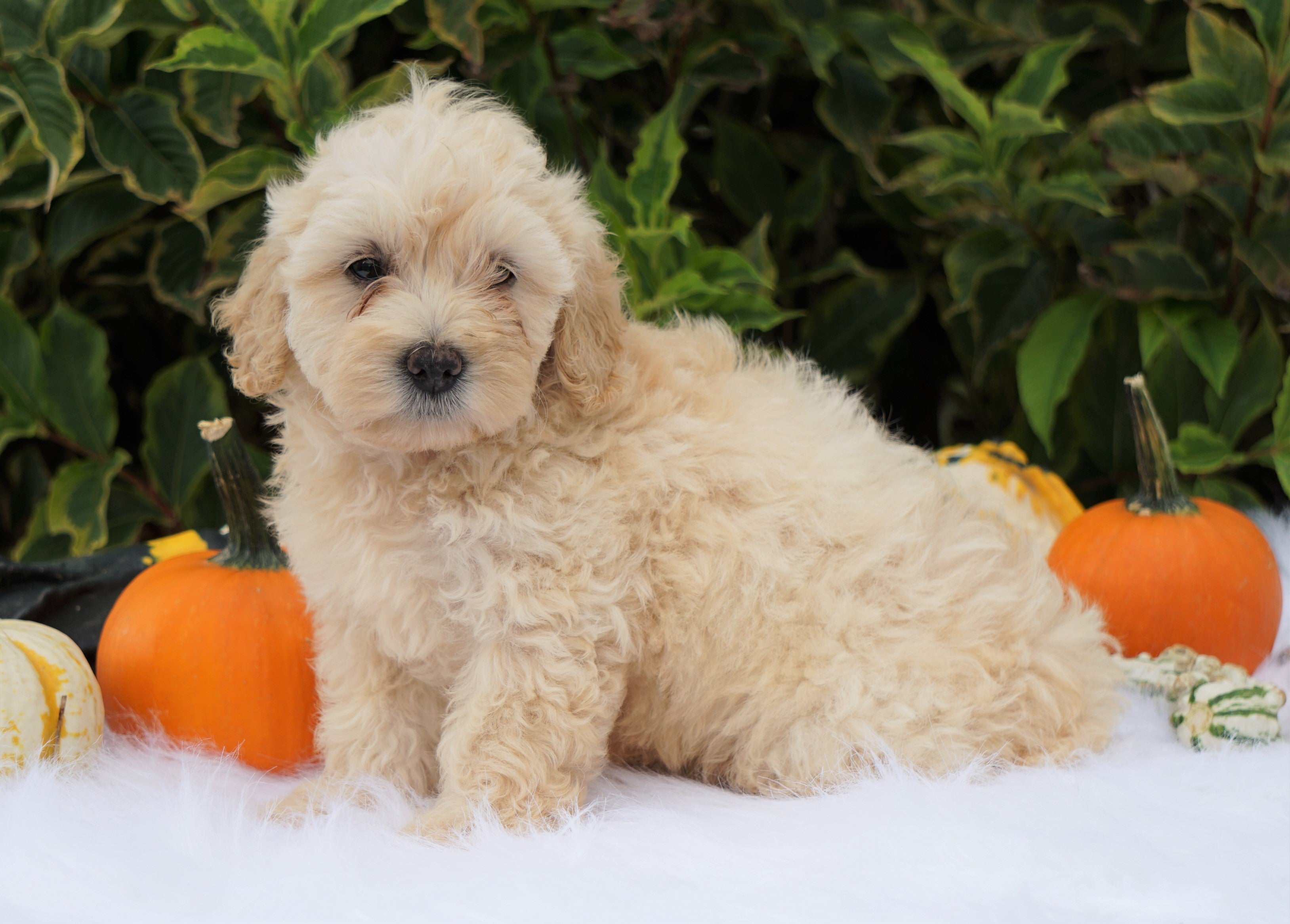 F1B Mini Goldendoodle For Sale Fredericksburg, OH Male ...