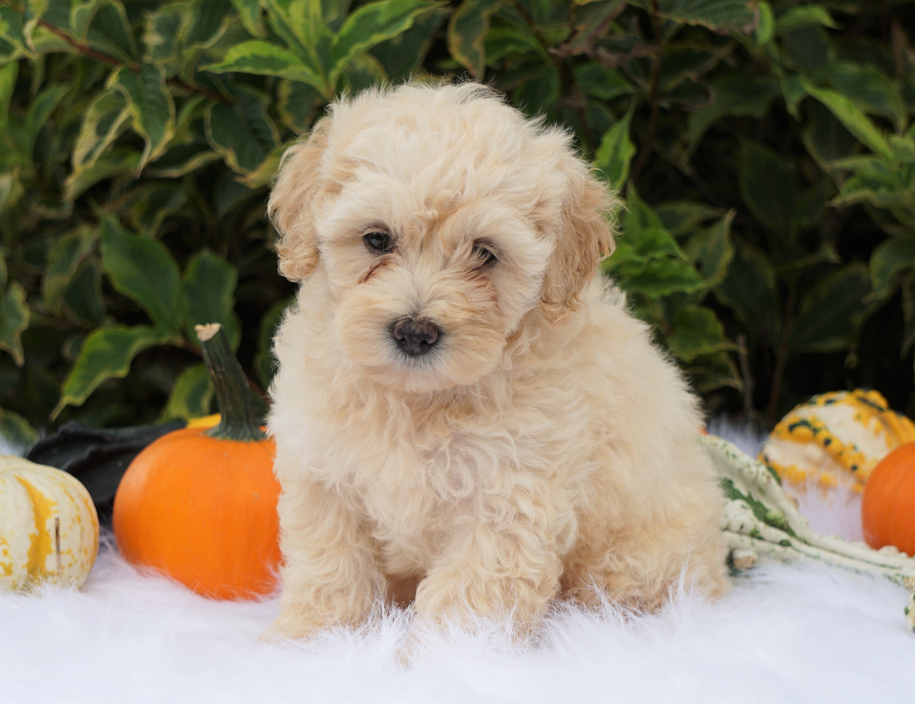 F1B Mini Goldendoodle For Sale Fredericksburg, OH Male Alex AC