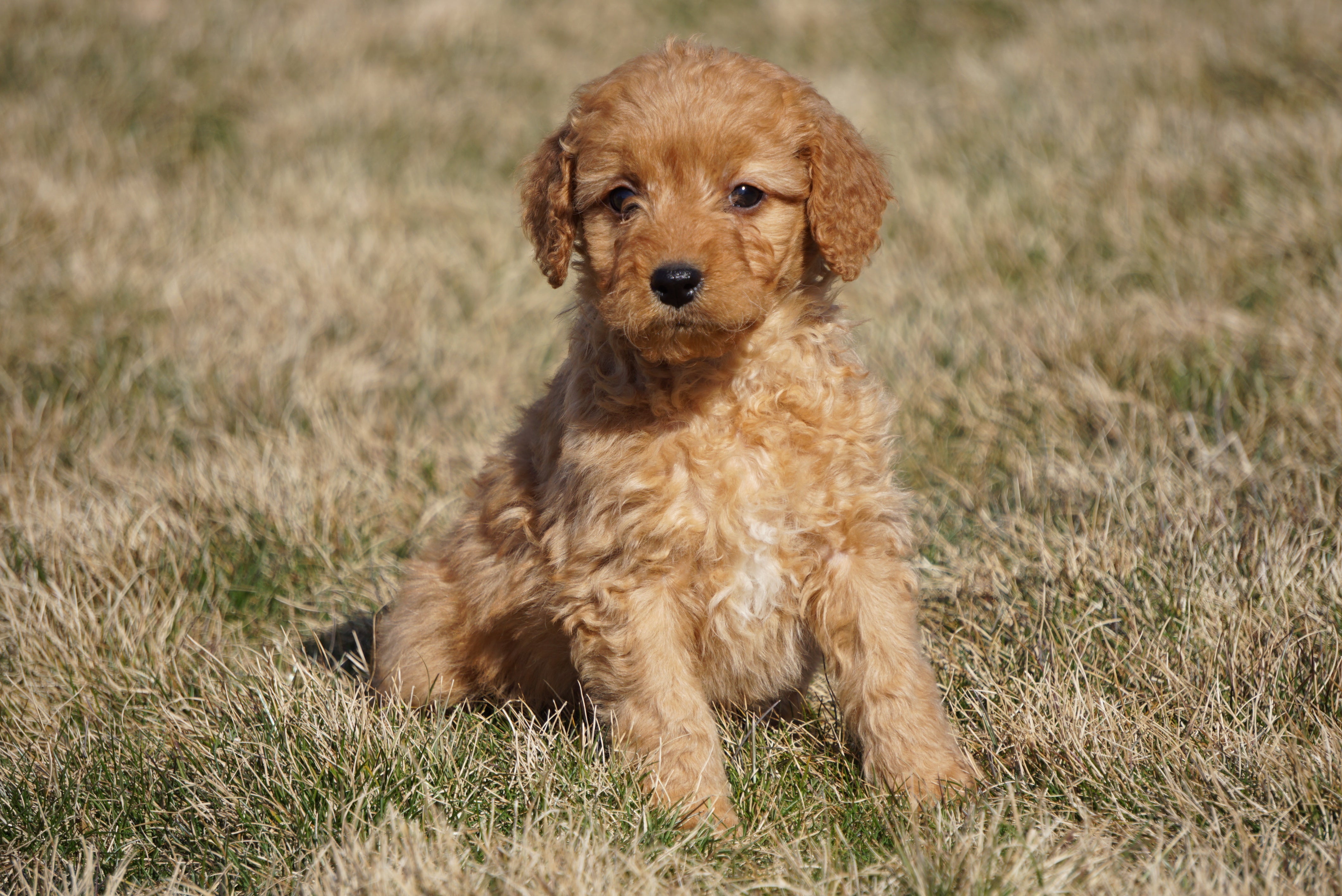 Mini Goldendoodle For Sale Loudonville, OH Female Calli AC Puppies LLC