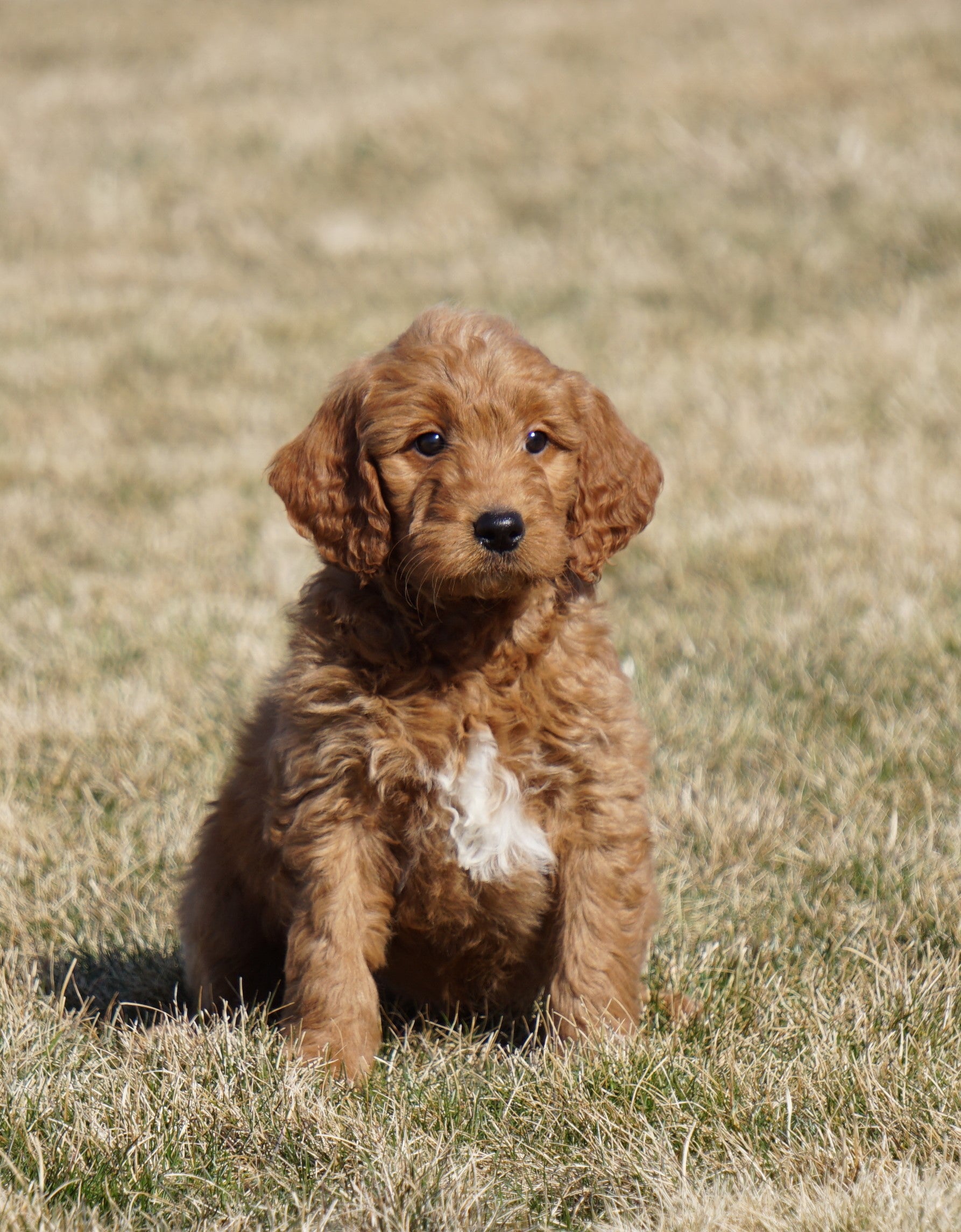Mini Goldendoodle For Sale Loudonville, OH Male Anson AC Puppies LLC