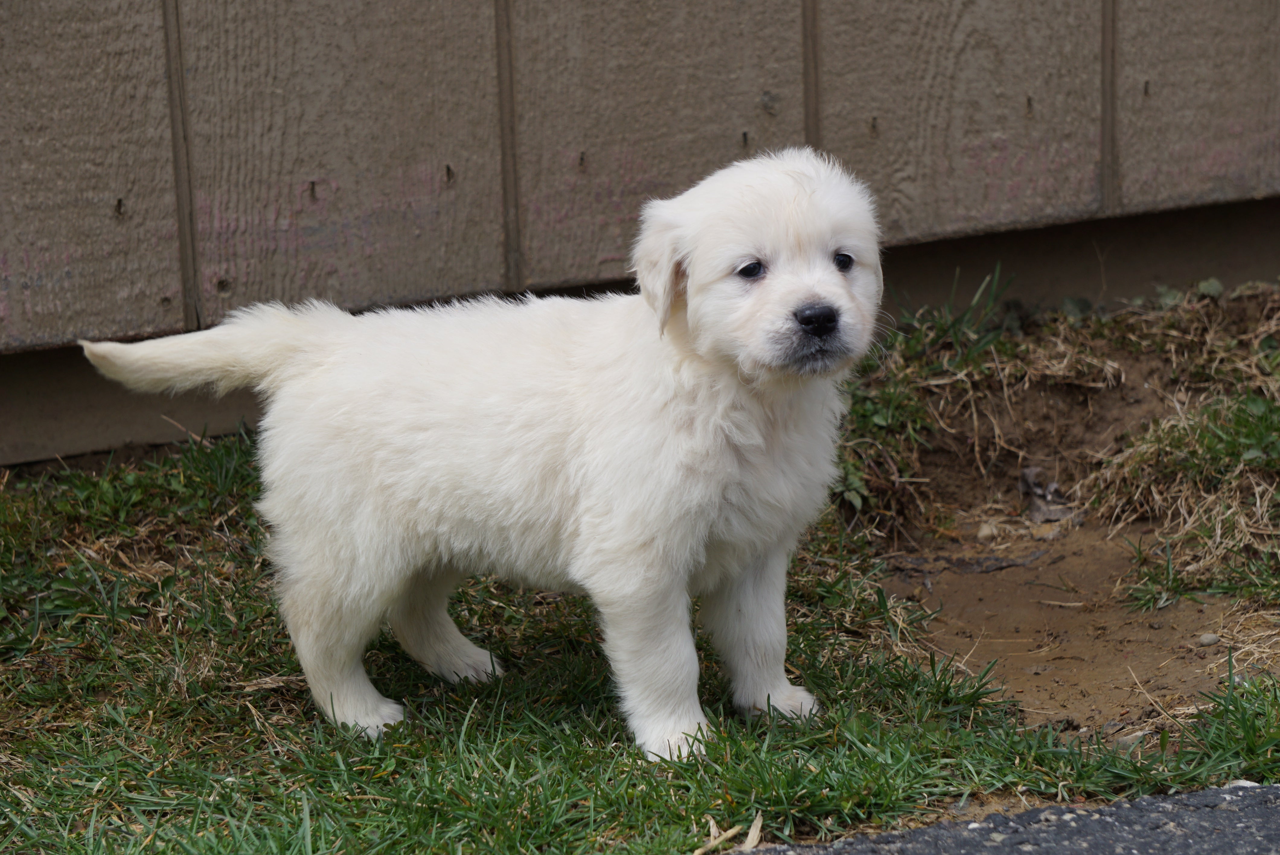 AKC English Creme Golden Retriever For Sale Fredericksburg ...