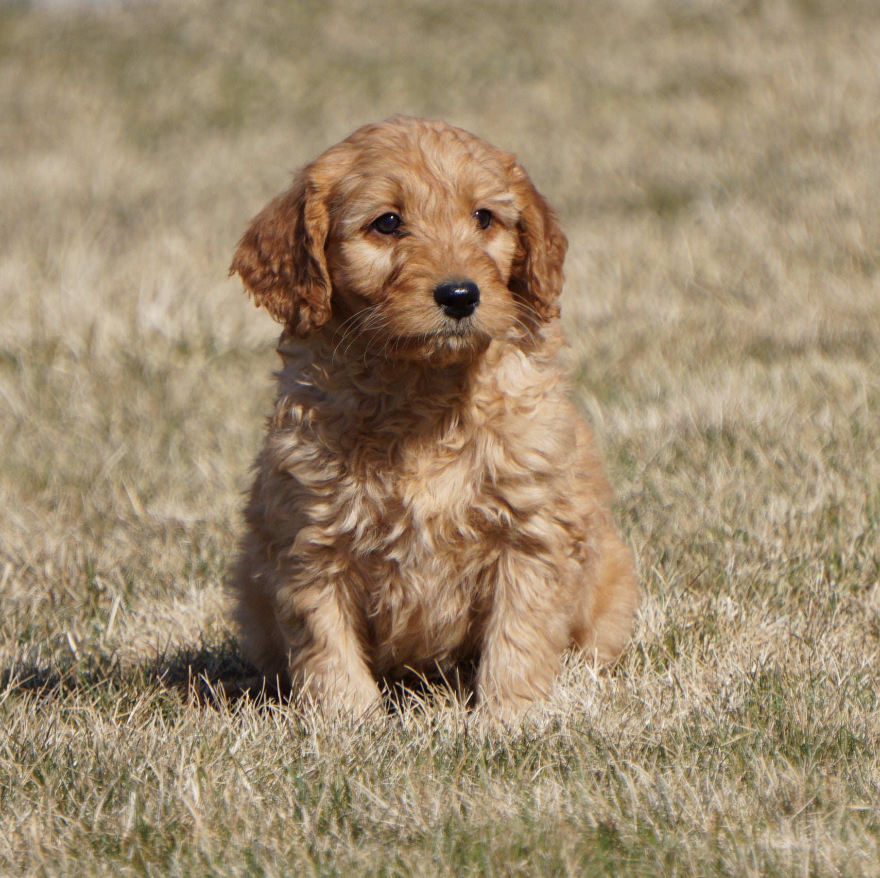 Mini Goldendoodle For Sale Loudonville, OH Male Reese AC Puppies LLC