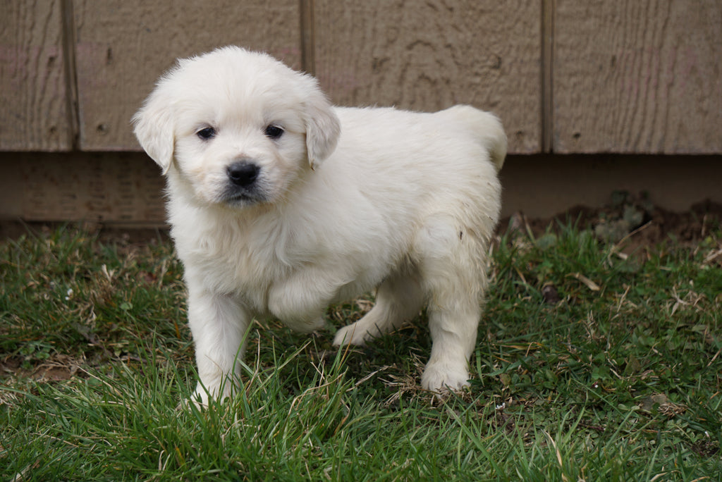 AKC English Creme Golden Retriever For Sale Fredericksburg ...