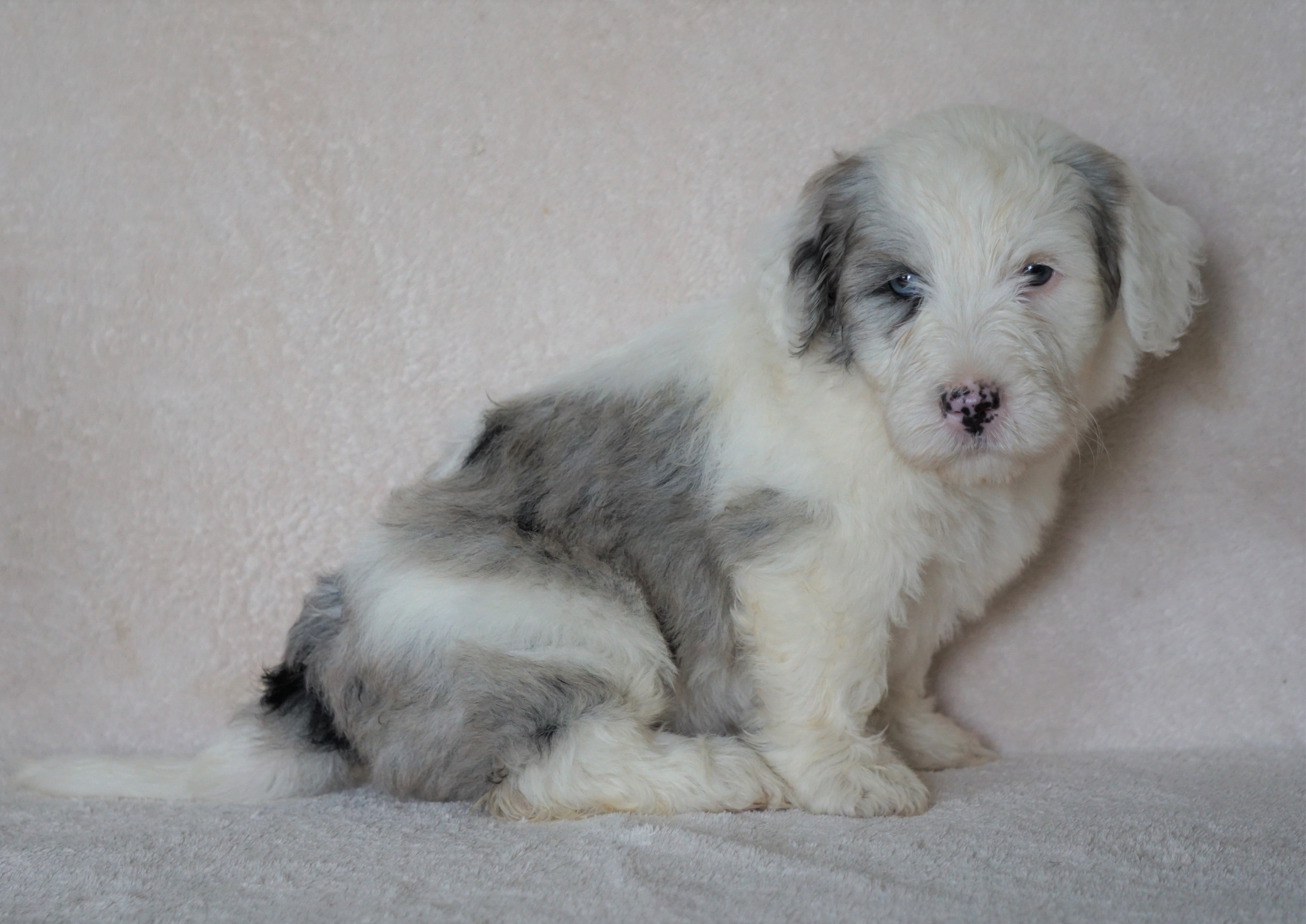 Mini Sheepadoodle For Sale Holmesville, OH Male- Cooper ...