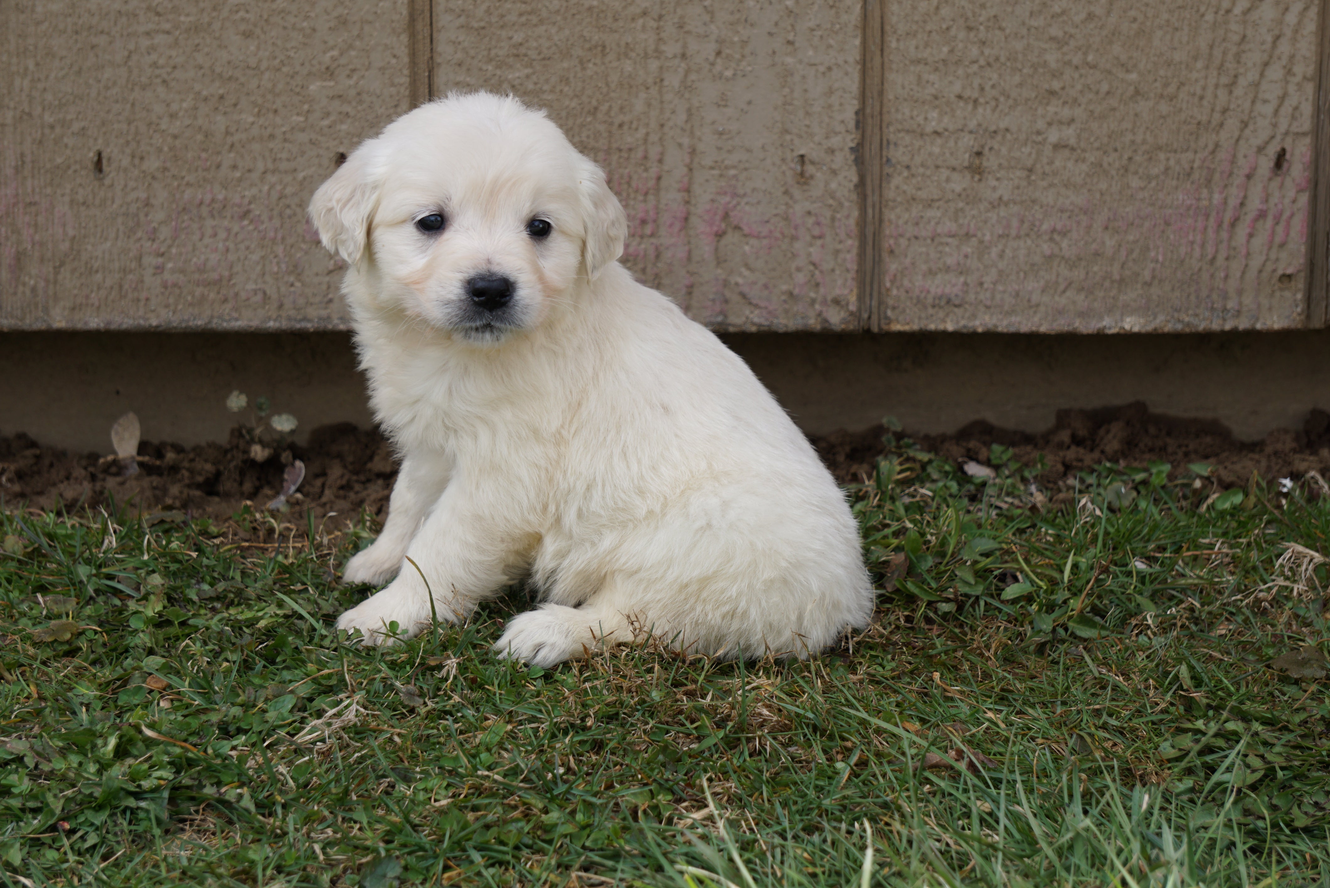 30 HQ Images English Golden Retriever Puppies Ohio - Georgia : English Golden Retriever puppy for sale near ...