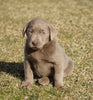 AKC Registered Silver Labrador Retriever For Sale Sugarcreek, OH Female- Lacey