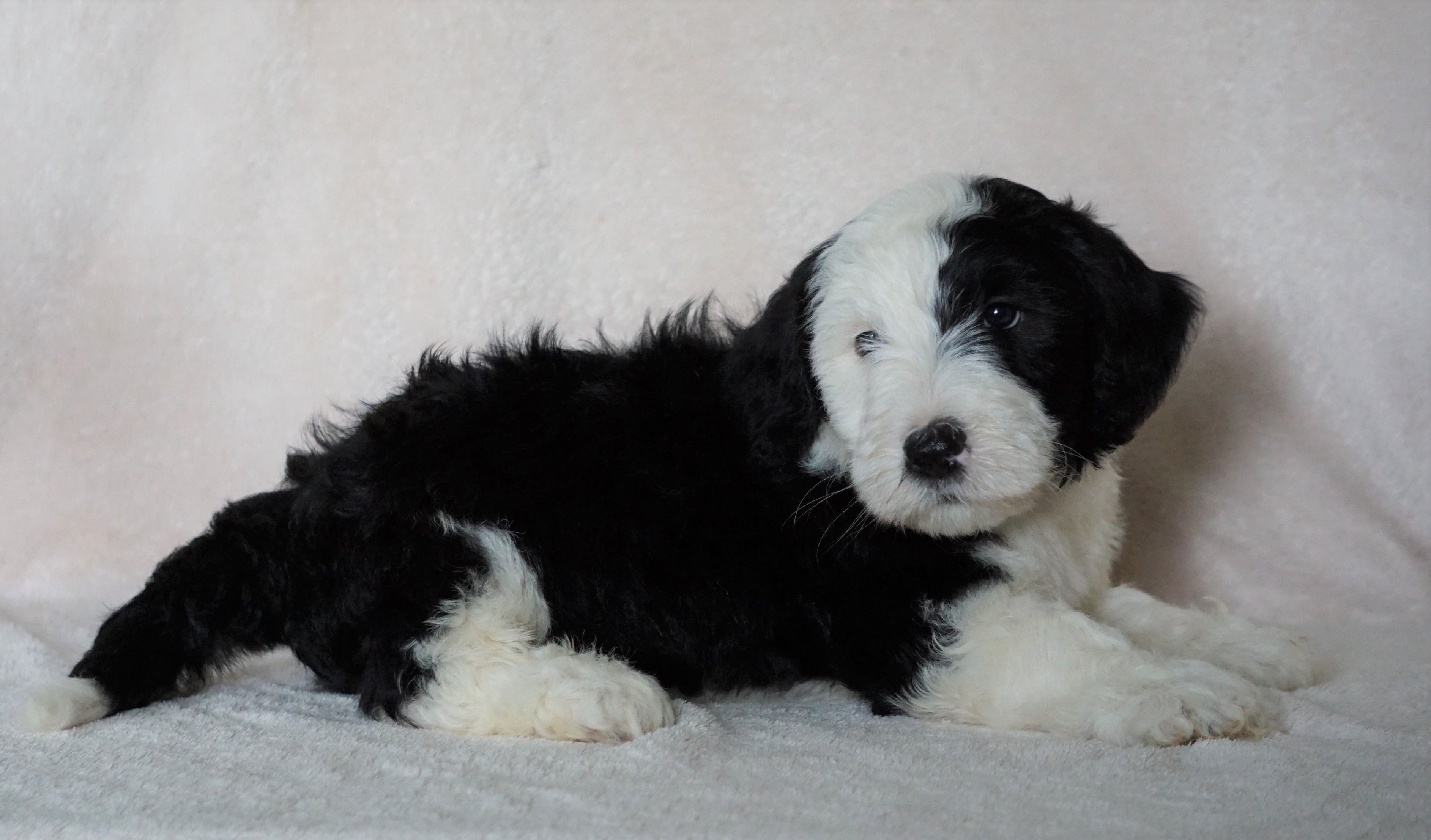 miniature sheepadoodle