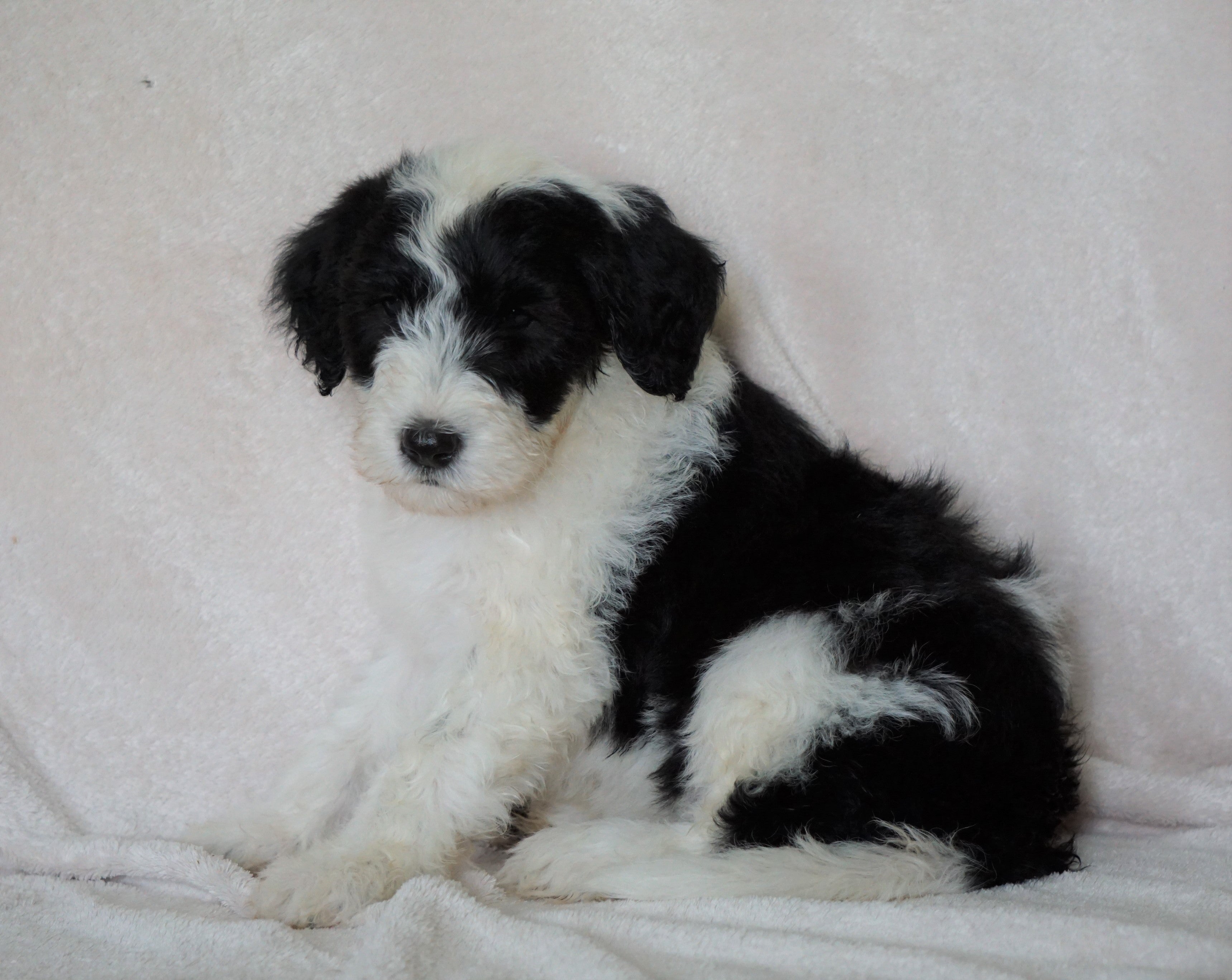 mini sheepadoodle for sale