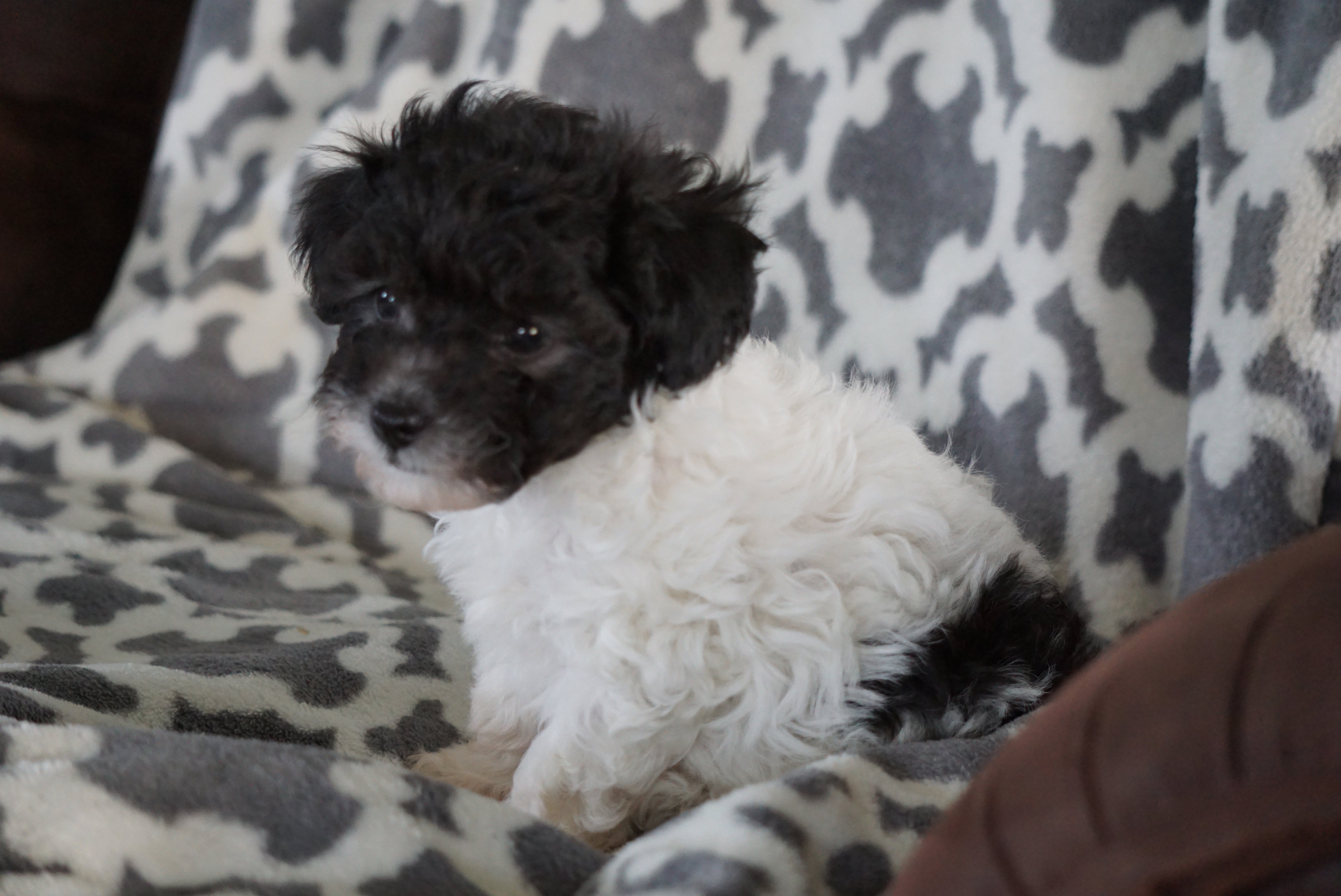 Teacup Poodle For Sale Sugarcreek Ohio Male Mischief – AC Puppies LLC