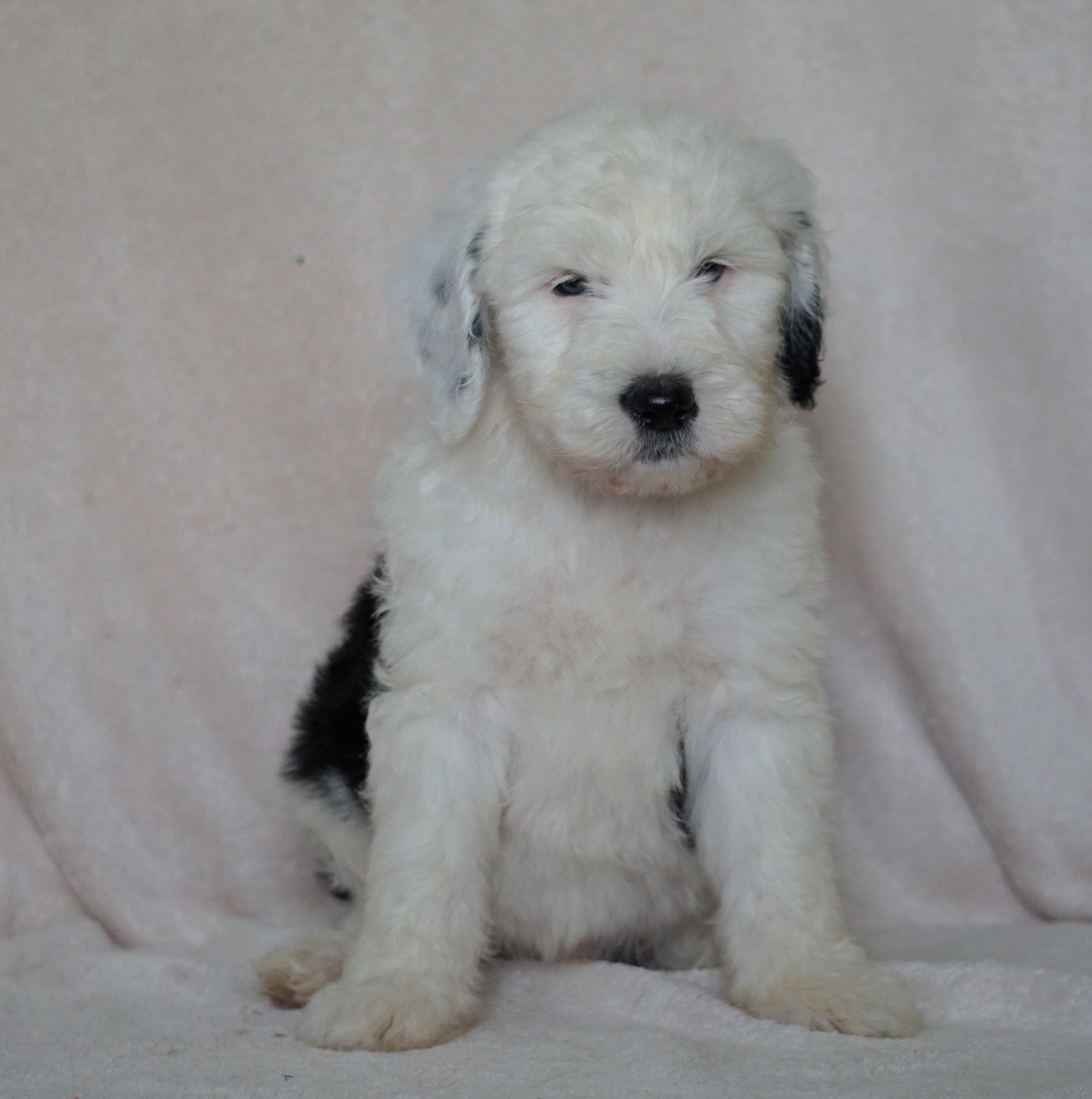 sheepadoodle cost