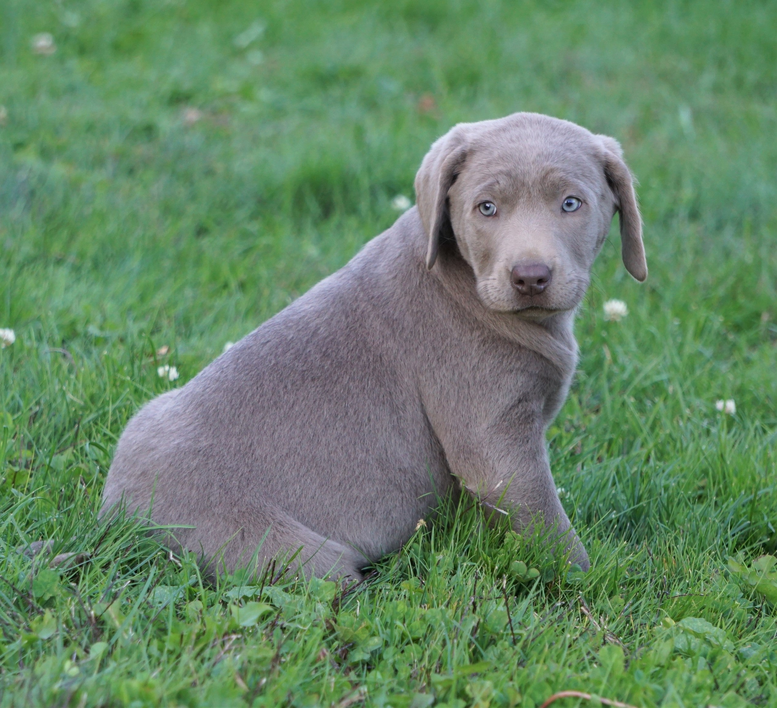 AKC Registered Silver Labrador Retriever For Sale ...