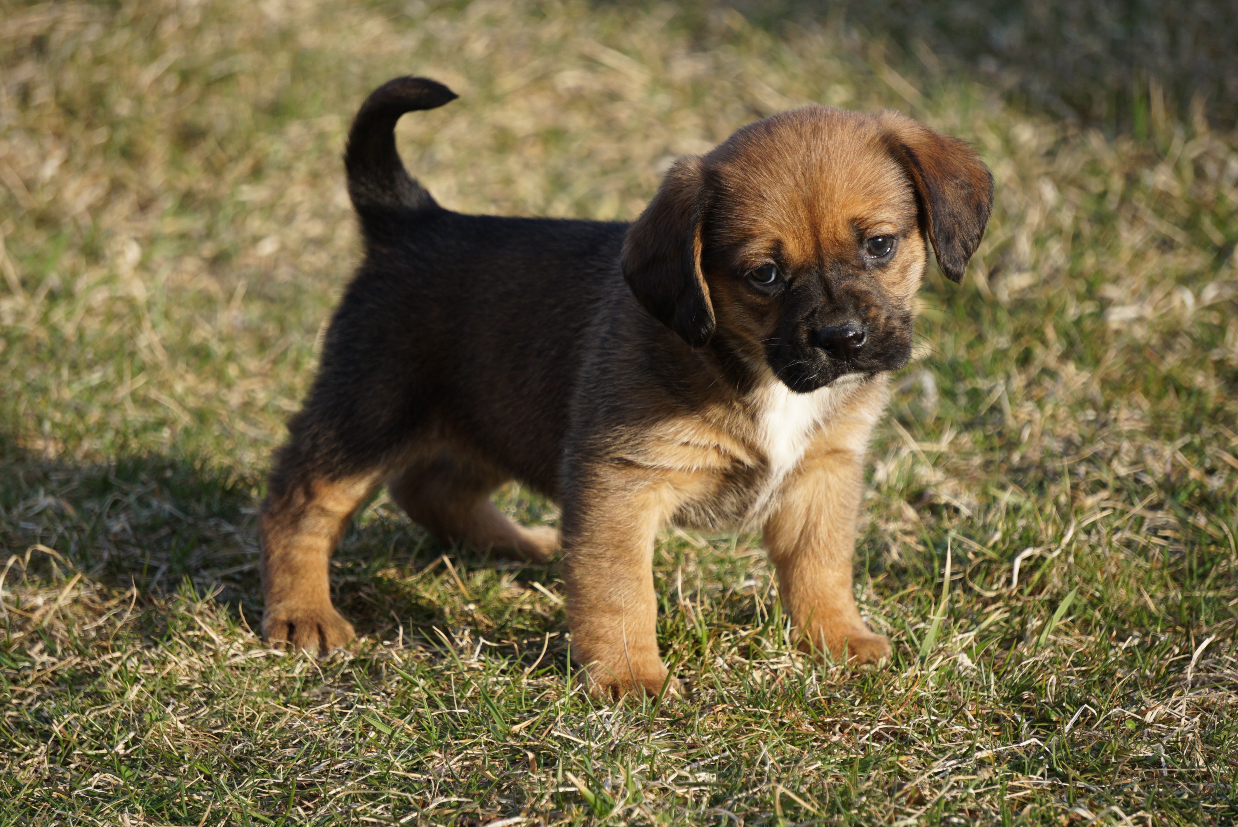 Puggle Puppy For Sale Sugarcreek Oh Female Riley Ac Puppies Llc