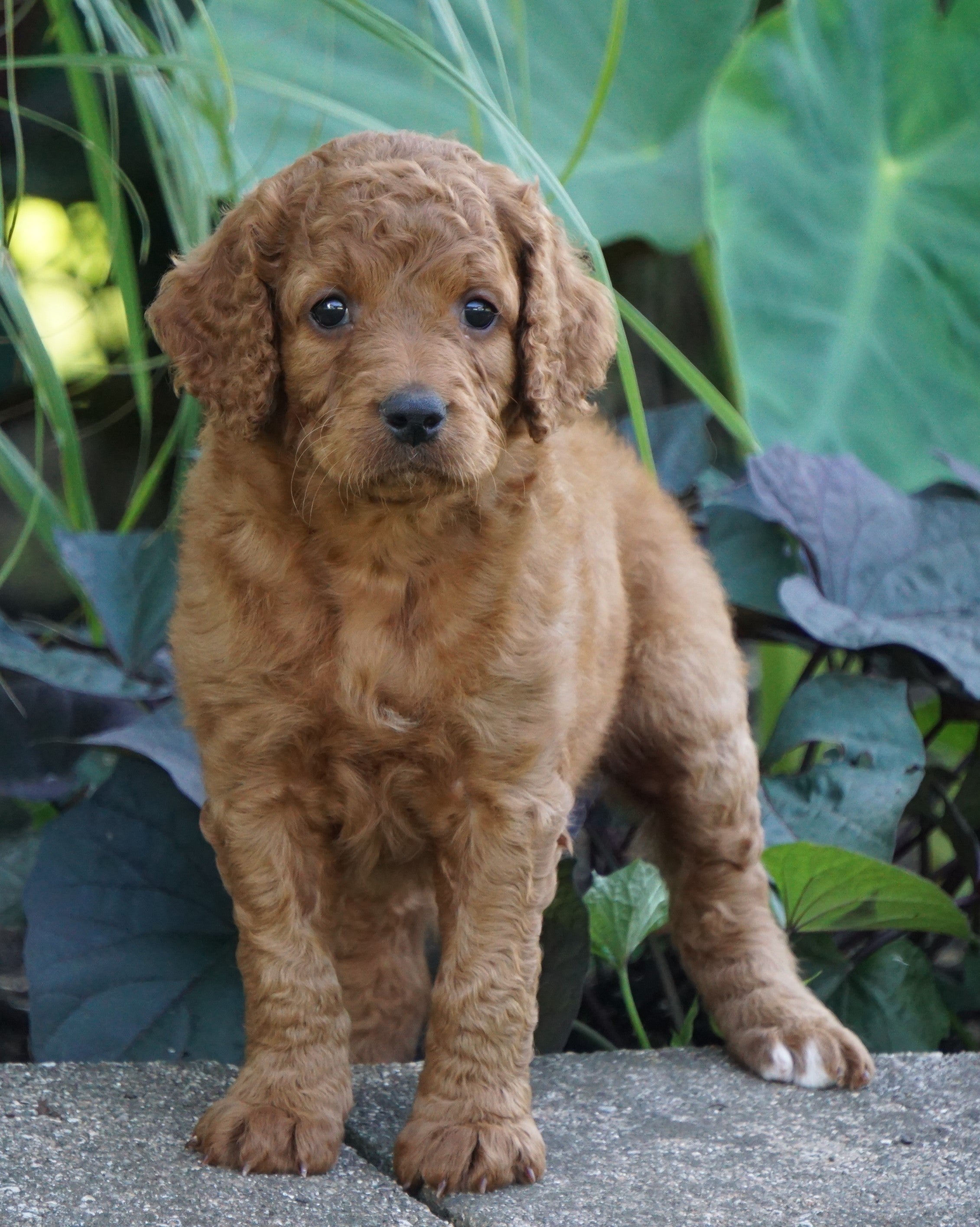 Medium F1bb Goldendoodle For Sale Millersburg Oh Female Ruby Ac Puppies Llc