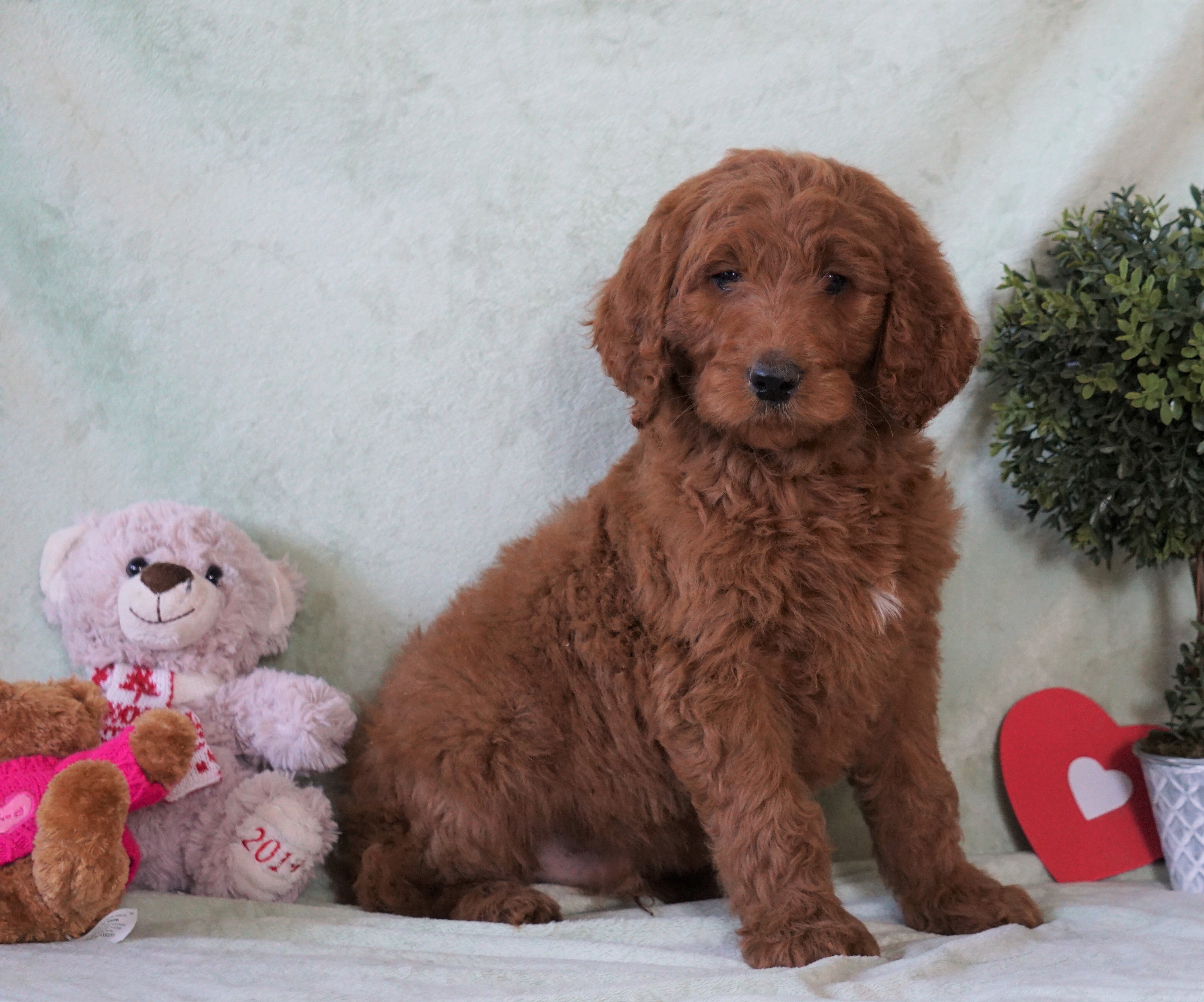 Standard F1B Goldendoodle For Sale Holmesville, OH Male Brady AC